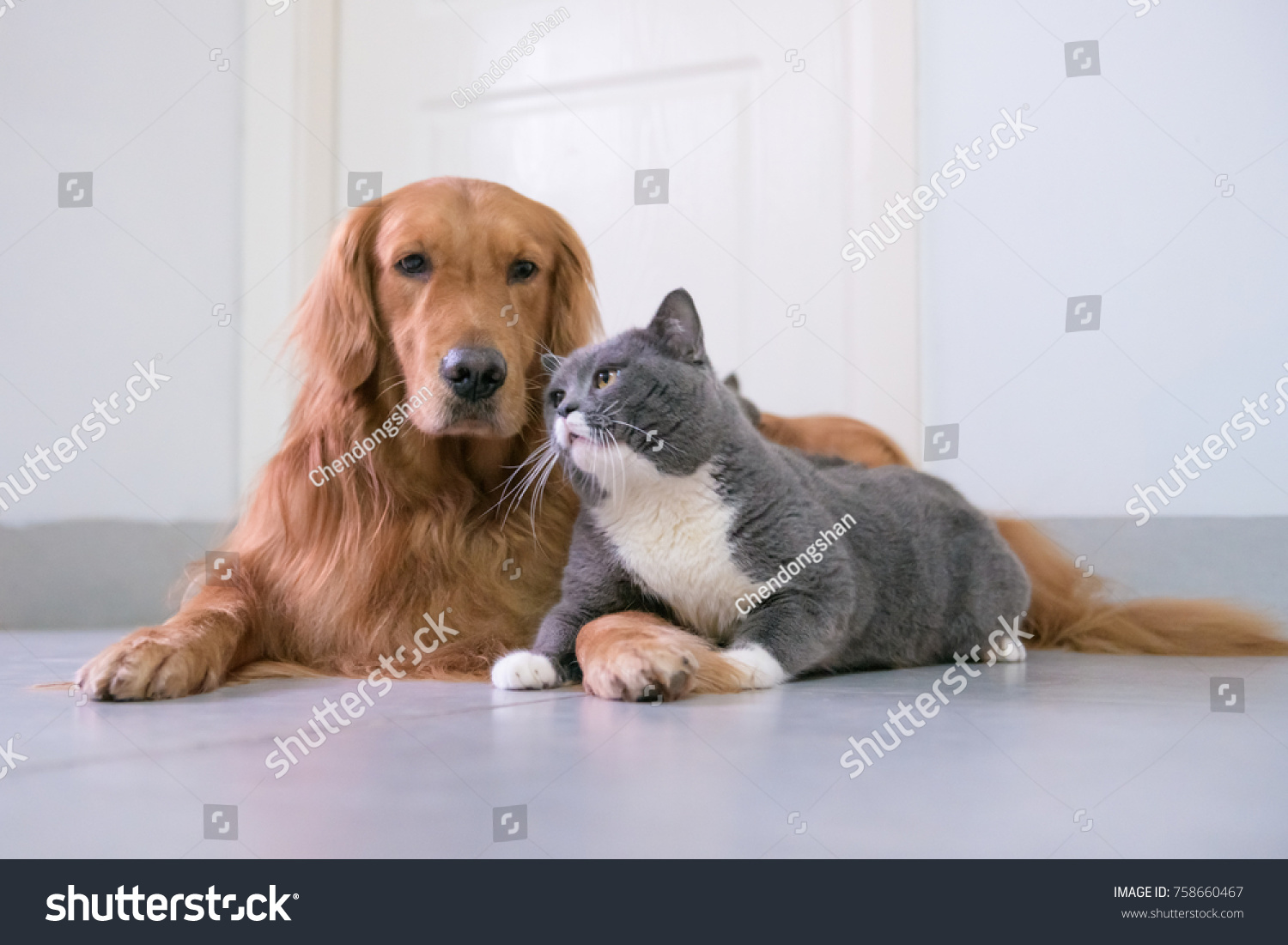 Golden Retriever British Short Hair Cat Stock Photo Edit Now