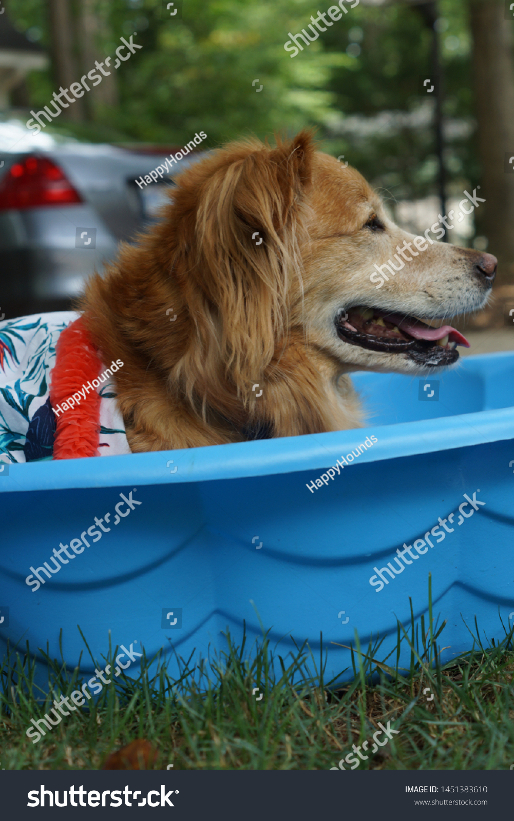 Golden Retriever Border Collie Mix Laying Stock Photo Edit Now