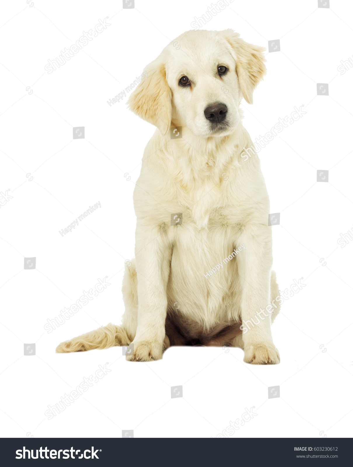 golden retriever mauls child white golden retriever the retriever wildlife breeds picture golden retriever mauls child white golden retriever the retriever wildlife breeds picture