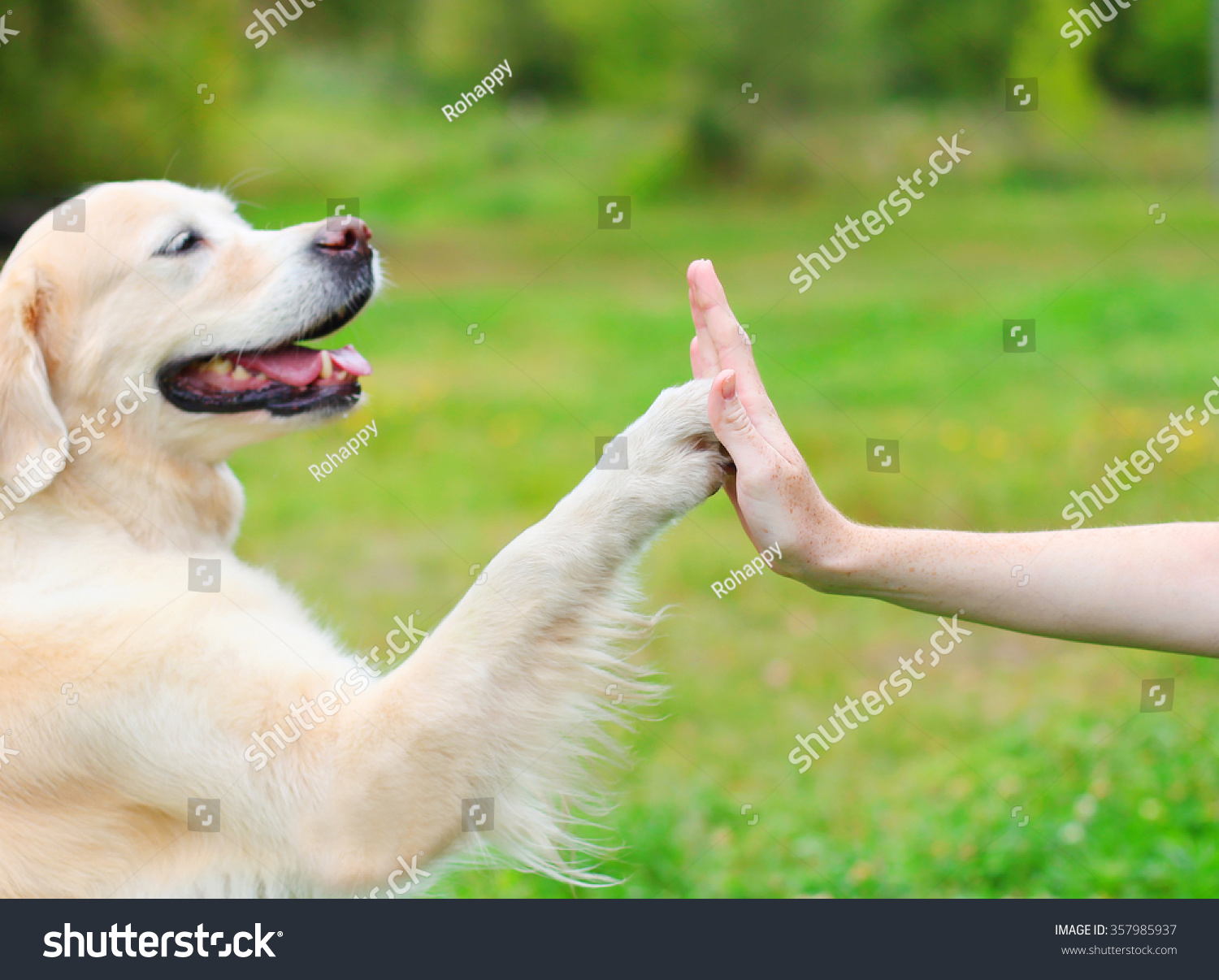 Golden Retriever Dog Paw High Stock Photo (Edit Now) 357985937