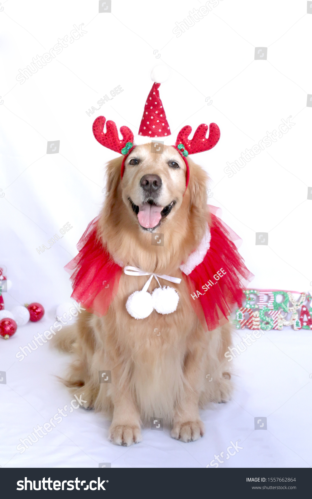 golden retriever christmas outfit