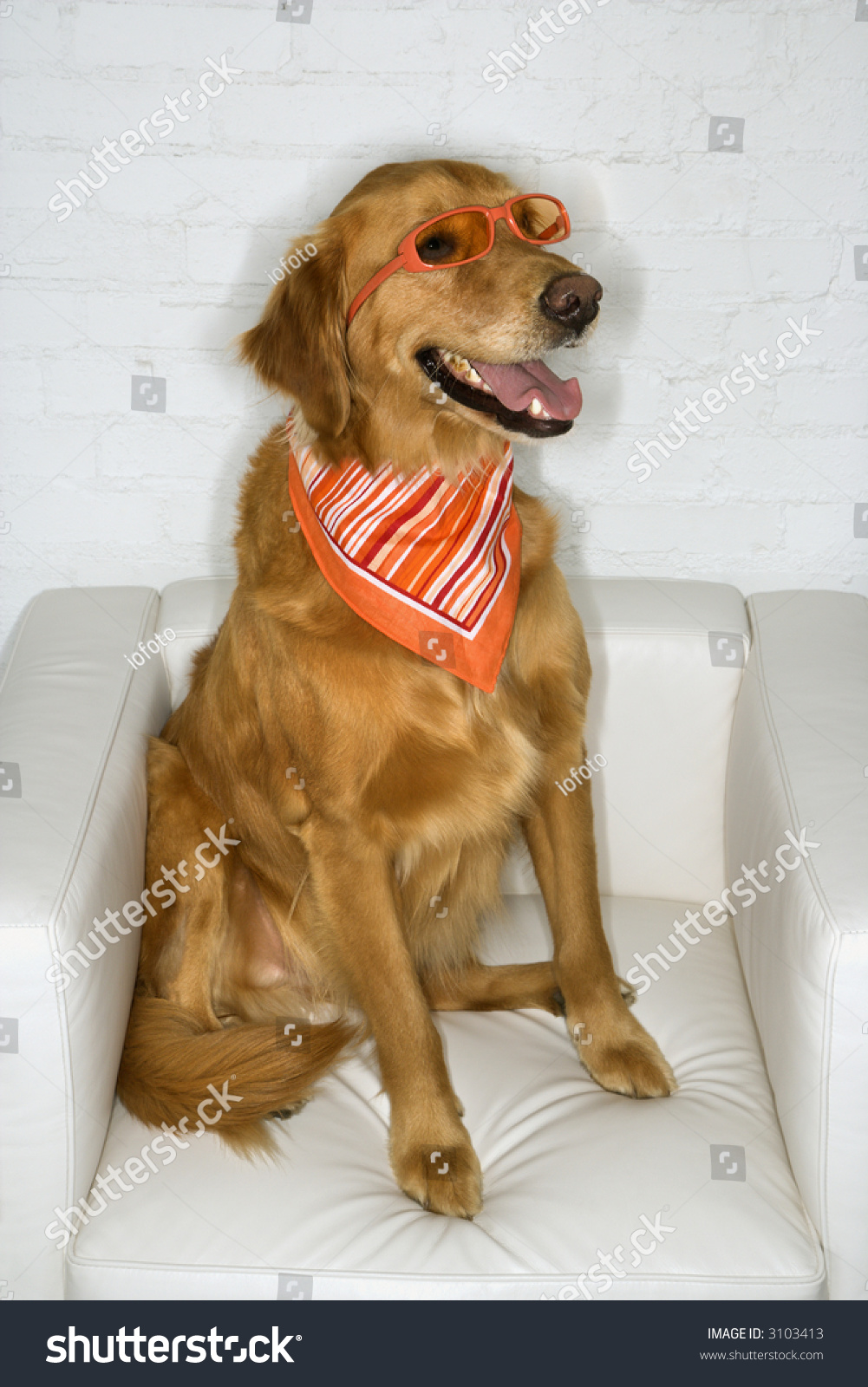 Golden Retriever Dog Wearing Sunglasses And Bandana. Stock Photo ...