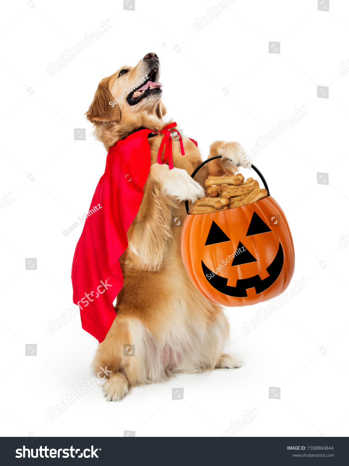 Golden Retriever Dog Super Hero Cape Stock Photo Edit Now 1508884844