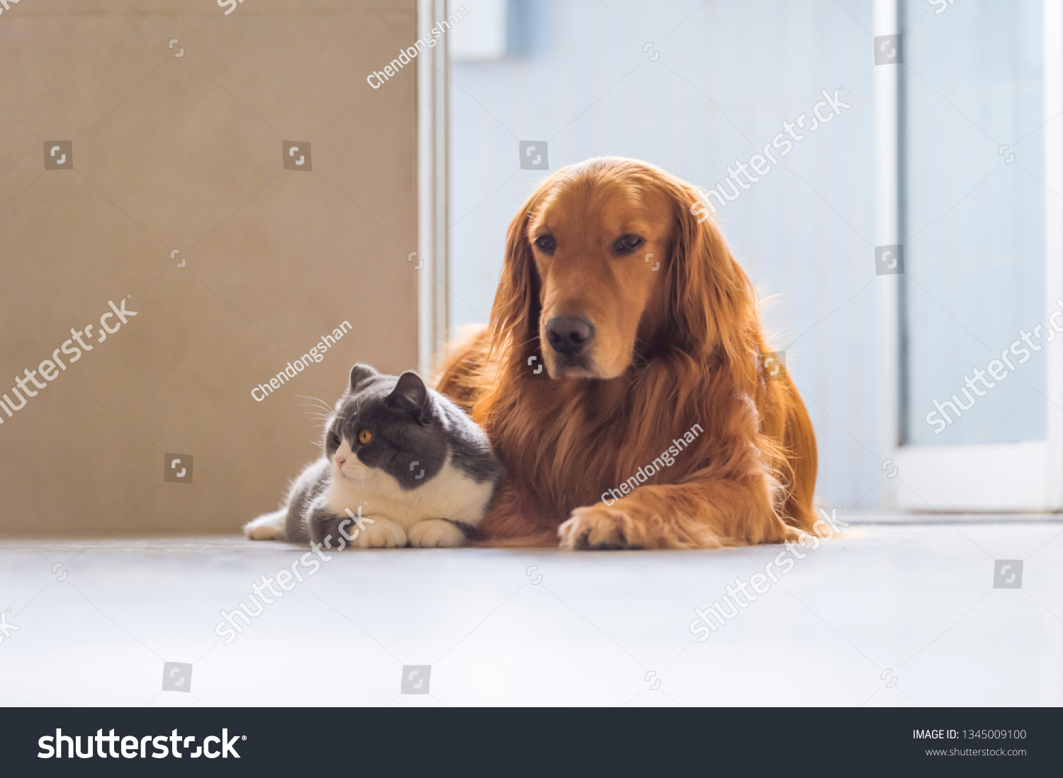 Golden Retriever Dogs British Shorthaired Cats Stock Photo Edit