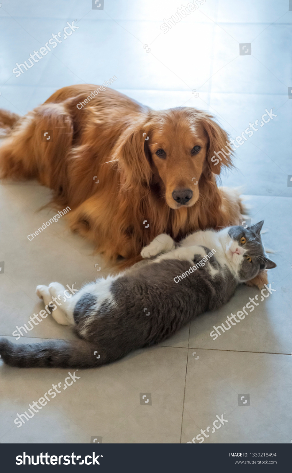 Golden Retriever Dogs British Shorthaired Cats Animals Wildlife