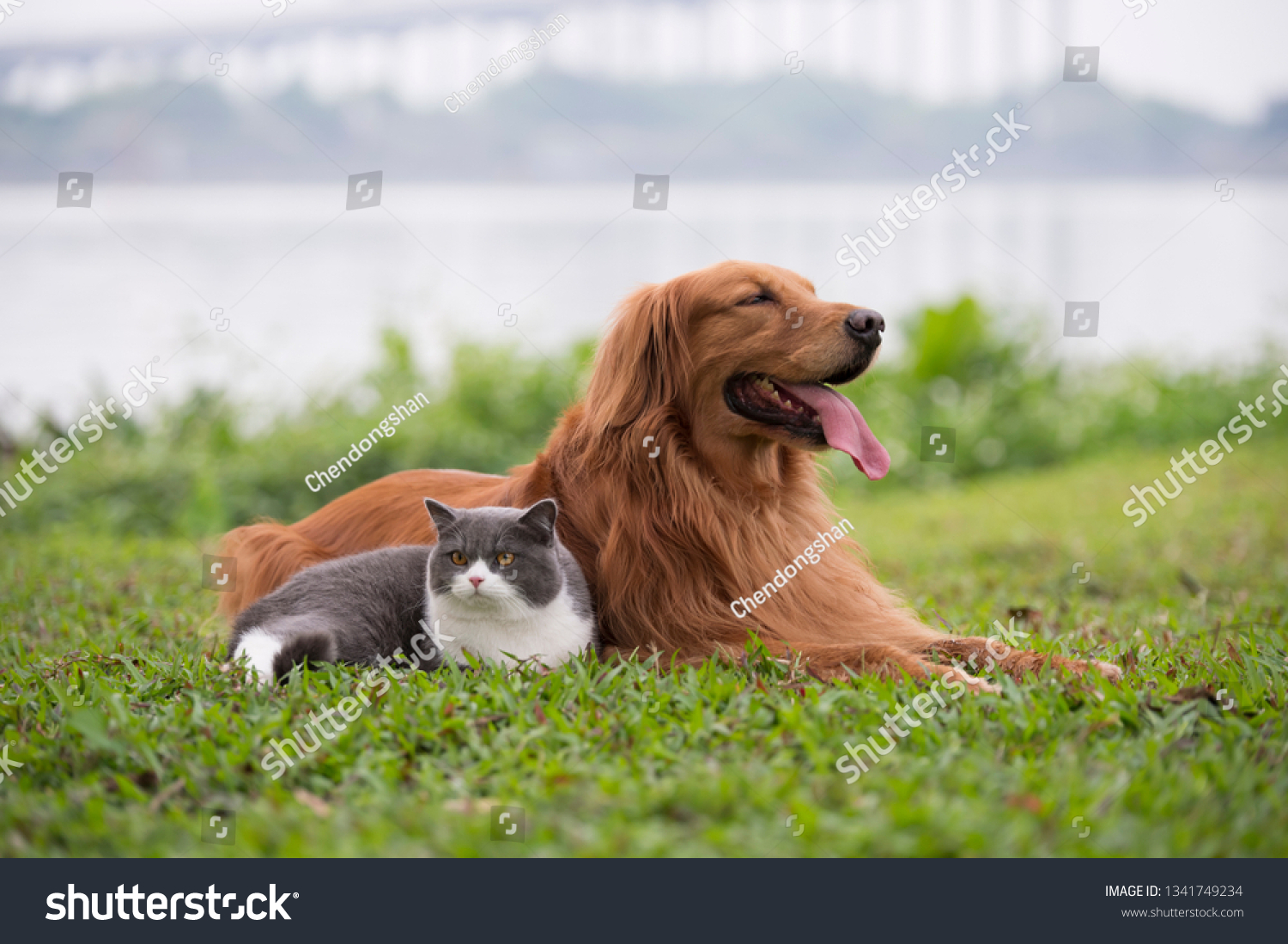 Golden Retriever Dogs British Shorthaired Cats Stock Photo Edit