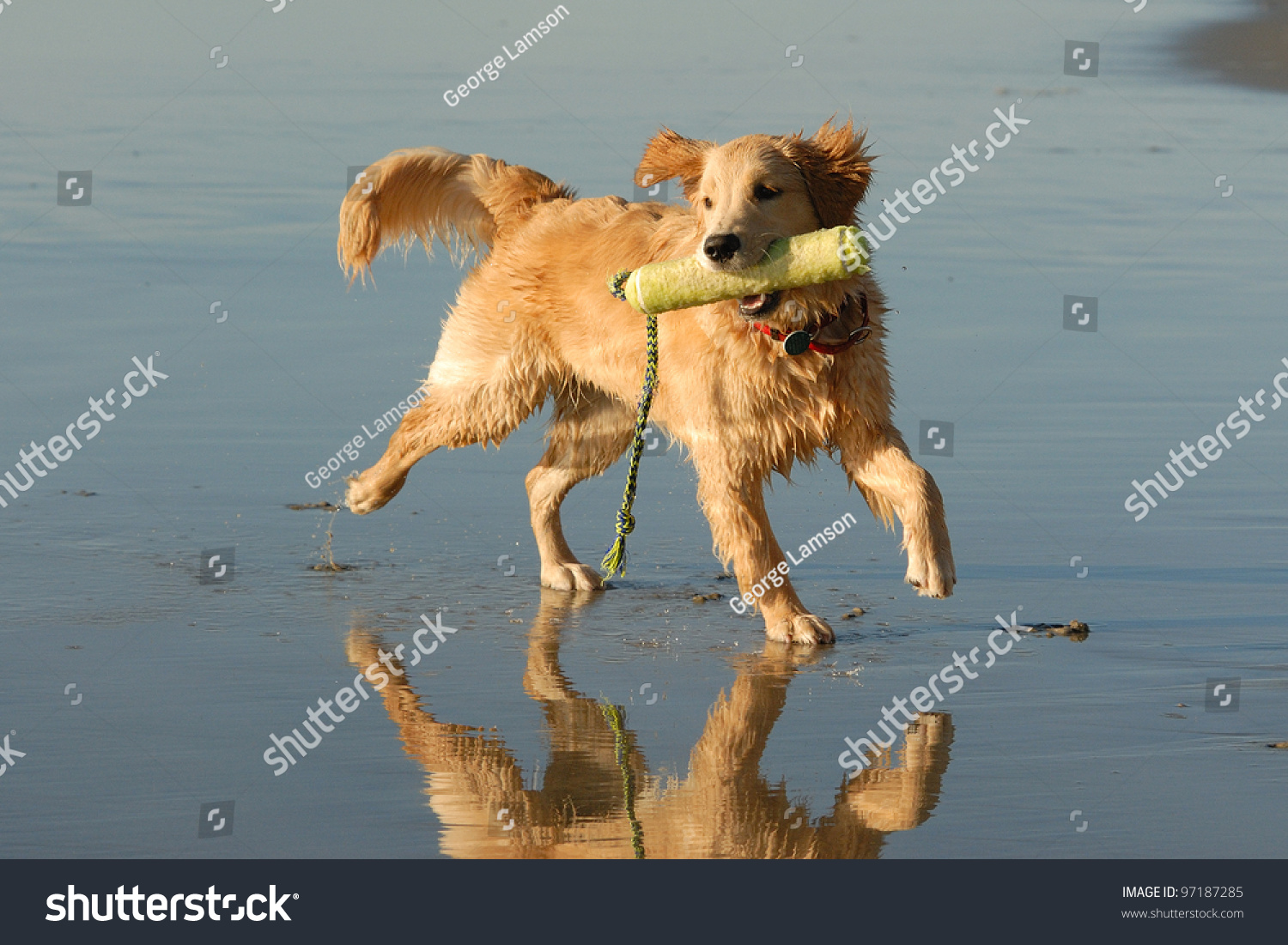 Golden Retriever Playing Del Mar Dog Stock Photo Edit Now 97187285