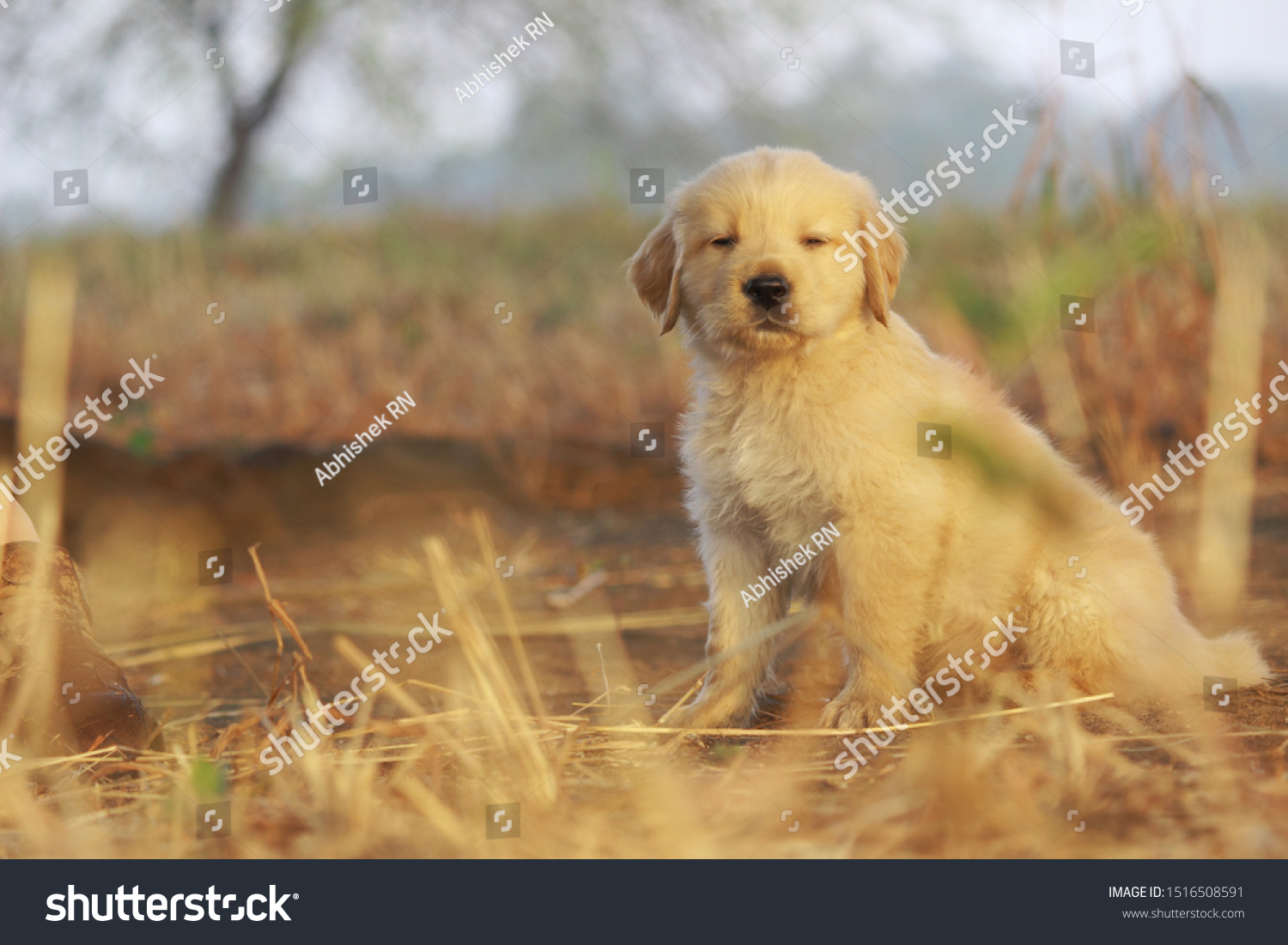 Golden Retriever Pup Morning Photoshoot Stock Image Download Now