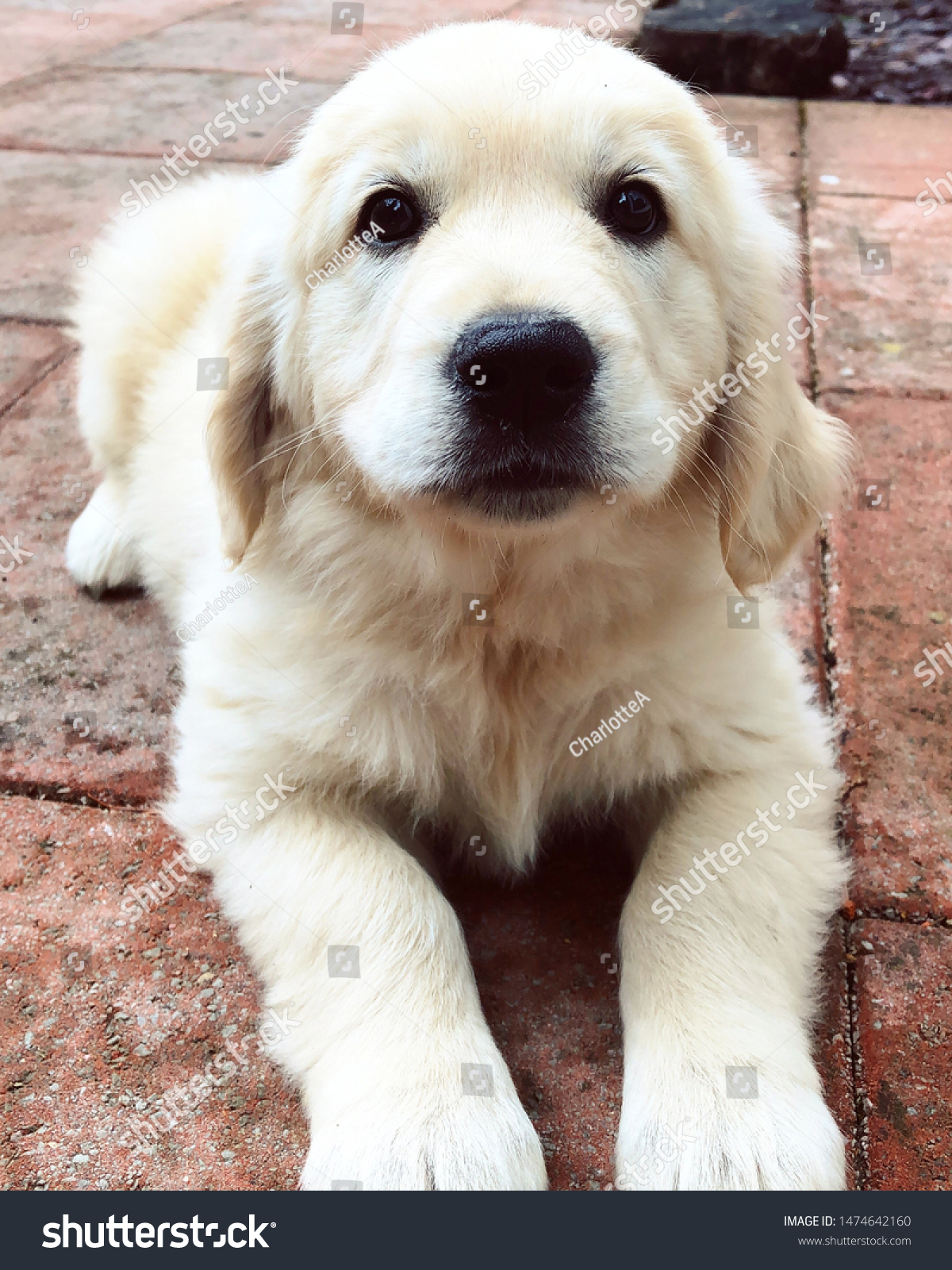 Golden Retriever Puppy 3 Months Old Stock Photo Edit Now 1474642160