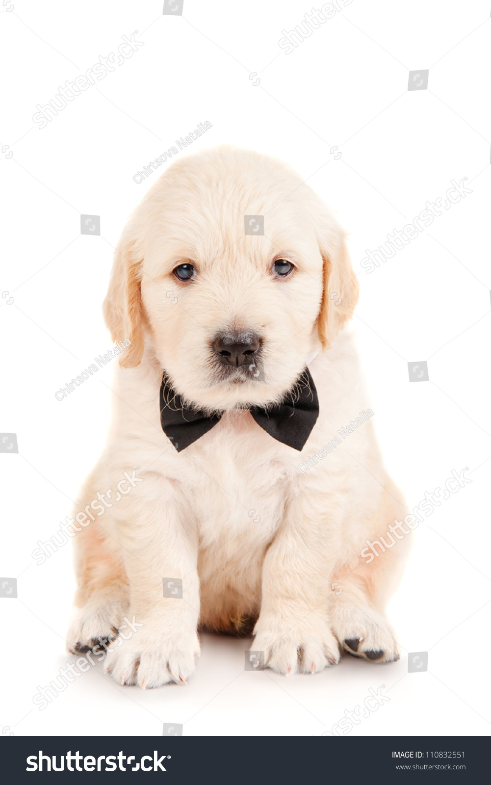 Golden Retriever Puppy In A Tie Stock Photo 110832551 : Shutterstock