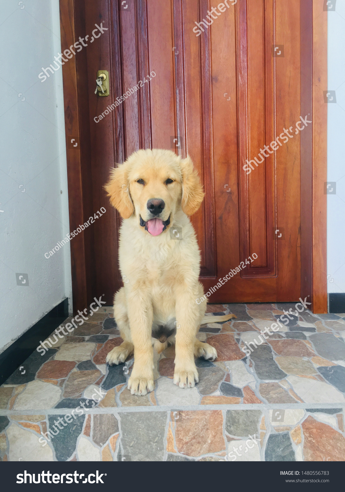 Golden Retriever Puppy Max 3 Months Stock Photo Edit Now 1480556783