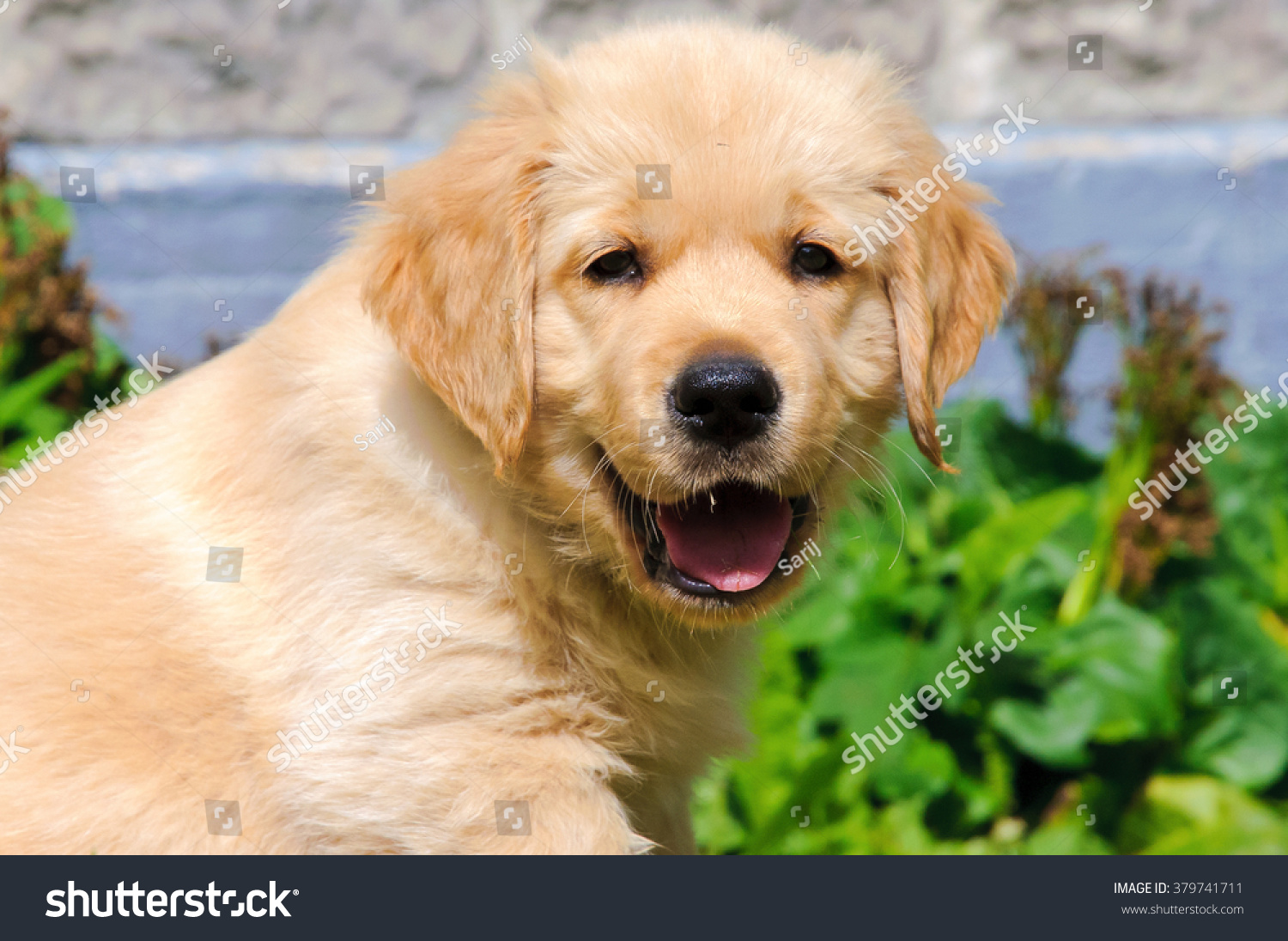 Golden Retriever Puppy 2 Months Old Stock Photo Edit Now 379741711