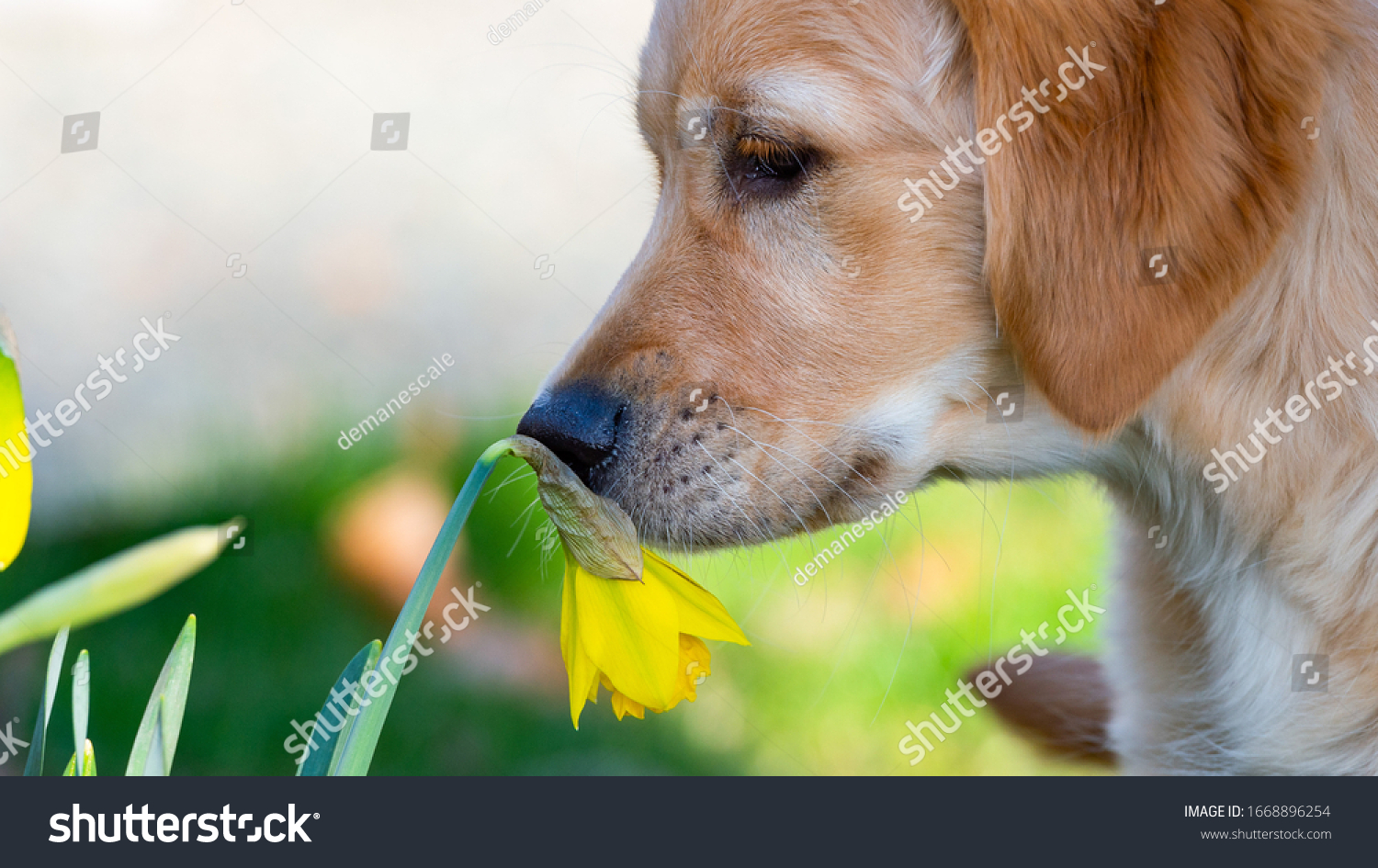 798 Dog daffodil Images, Stock Photos & Vectors | Shutterstock