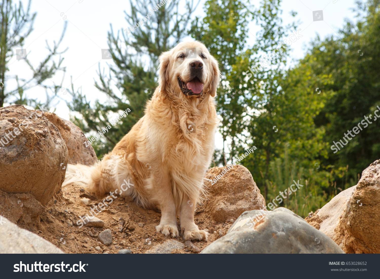 Golden Retriever Smiling Camera Gold Labrador Stock Photo Edit Now 653028652