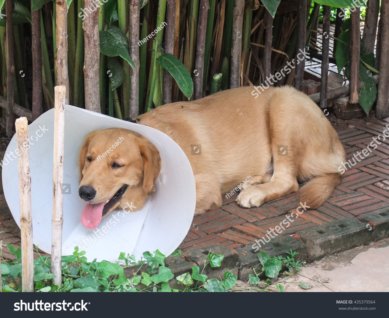 Golden Retriever While Wearing Plastic Protective Stock Photo Edit Now 435379564