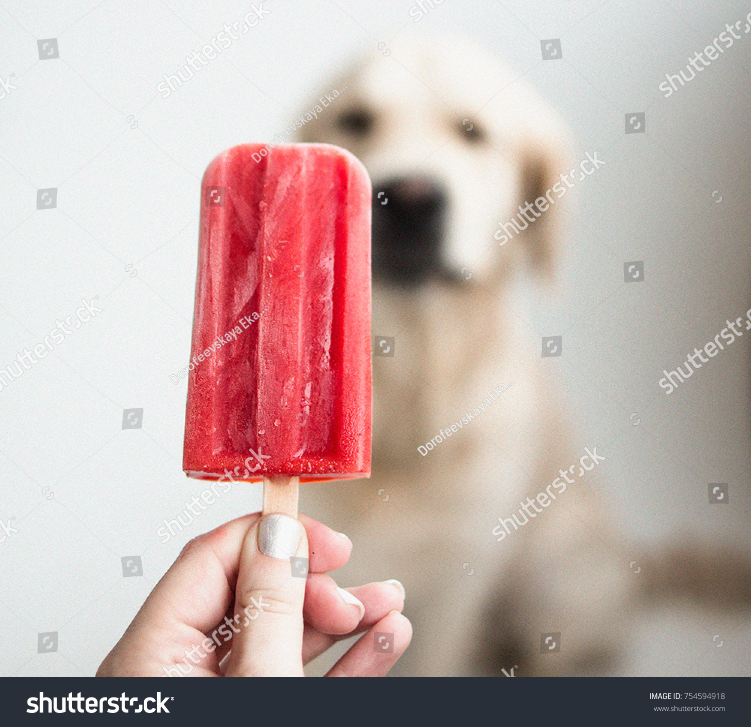 Golden Retriever Homemade Ice Cream Tries Stock Photo Edit Now