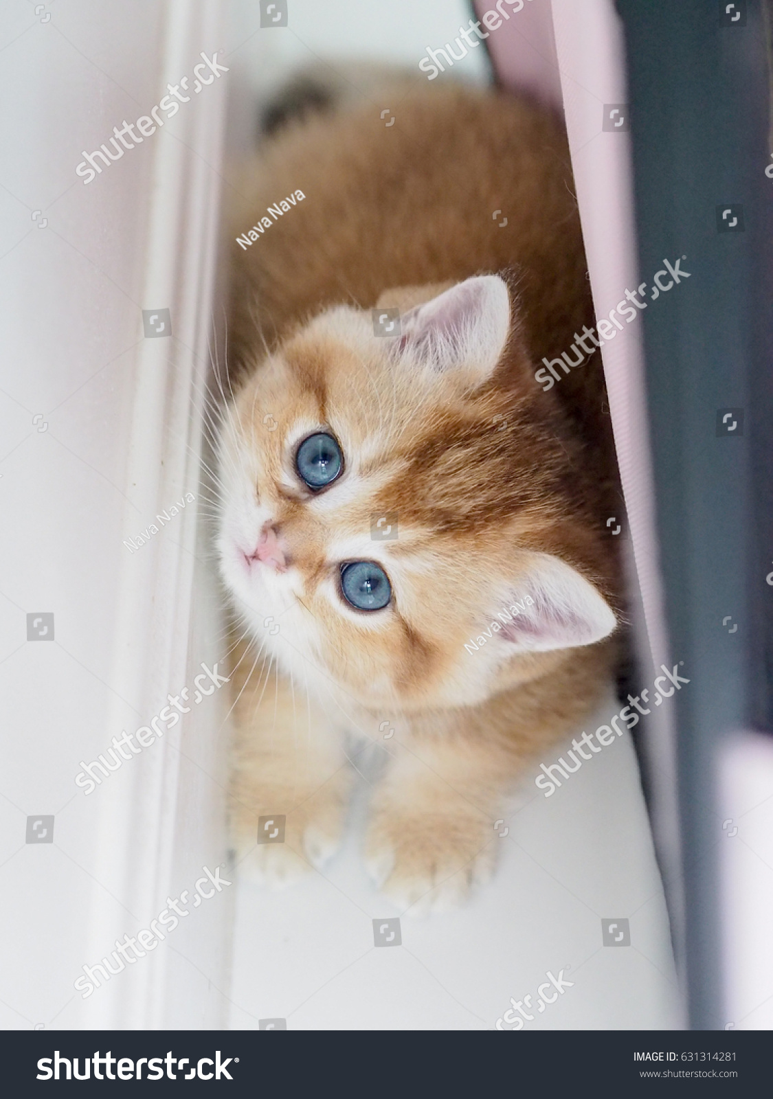 Golden Shaded British Shorthair Kitten Staring Stock Photo Edit