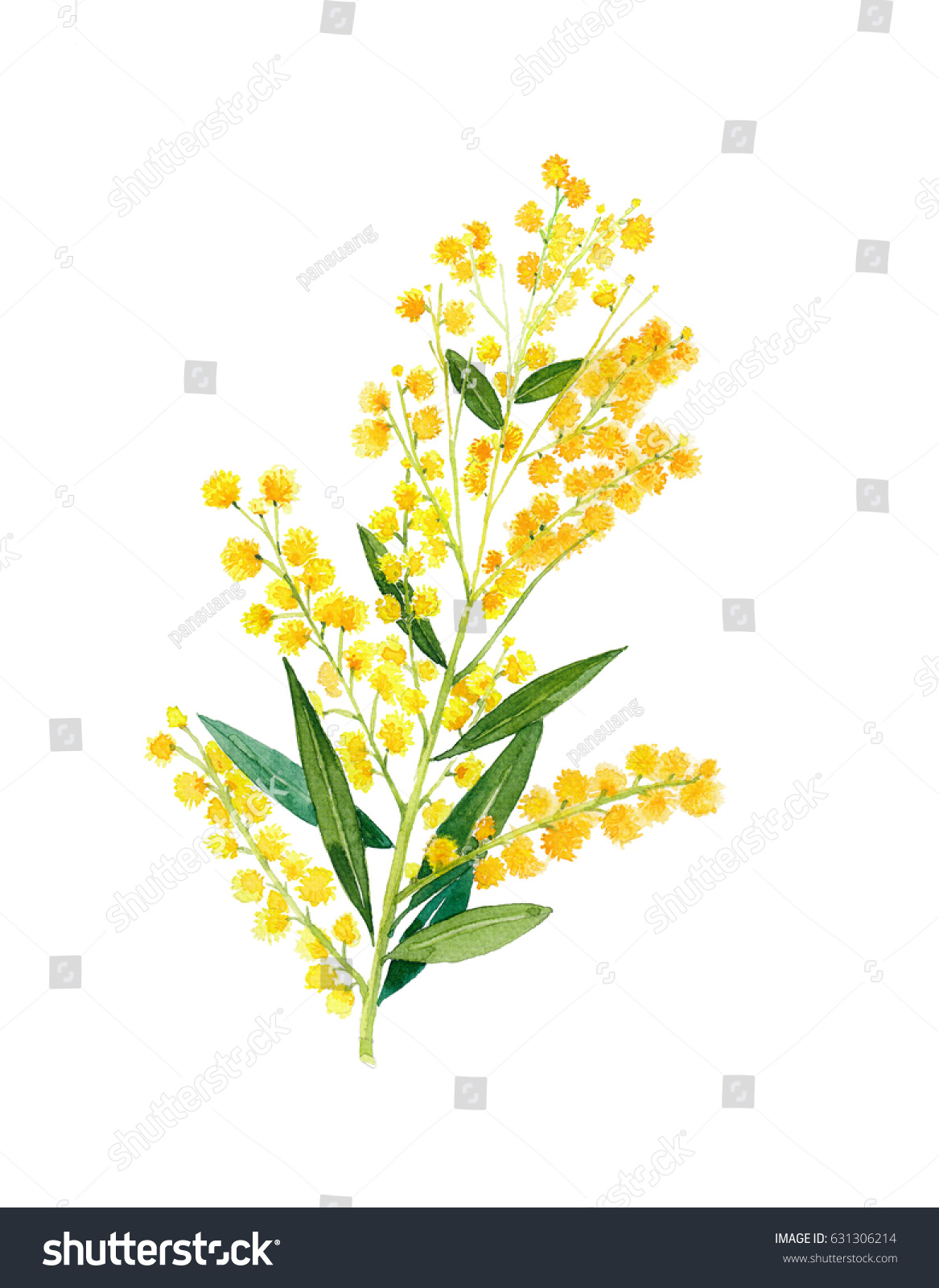 ゴールデン ワトル アカシア ピクナンタ はオーストラリアの国花である のイラスト素材