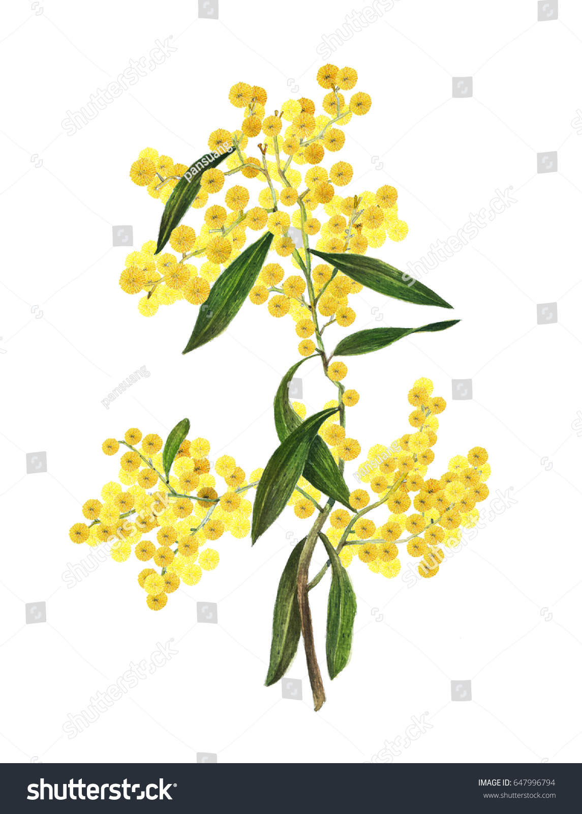 ゴールデン ワトル アカシア ピクナンタ はオーストラリアの国花である のイラスト素材