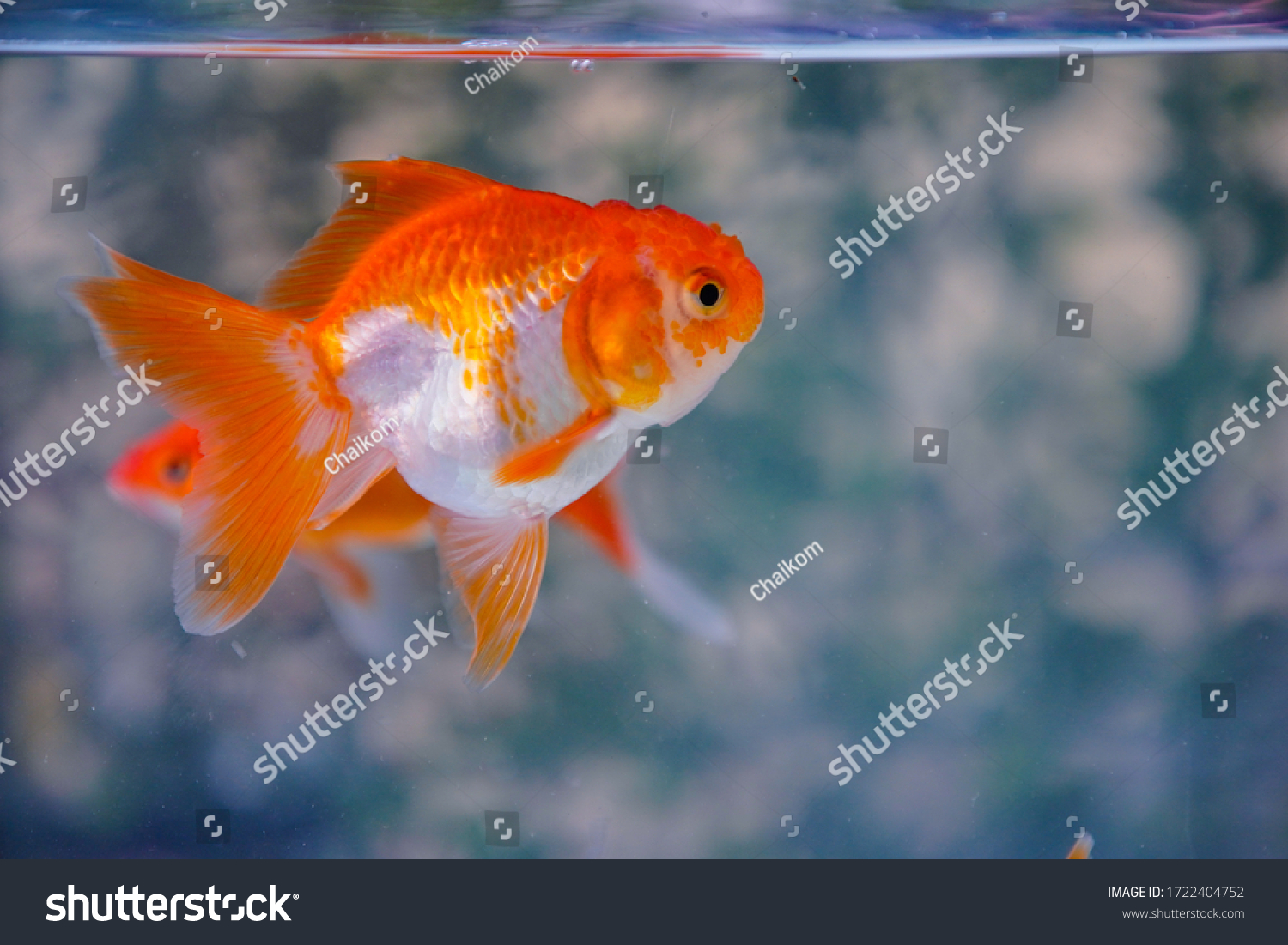 Goldfish Asia Aquarium Carassius Auratus Stock Photo (Edit Now) 1722404752