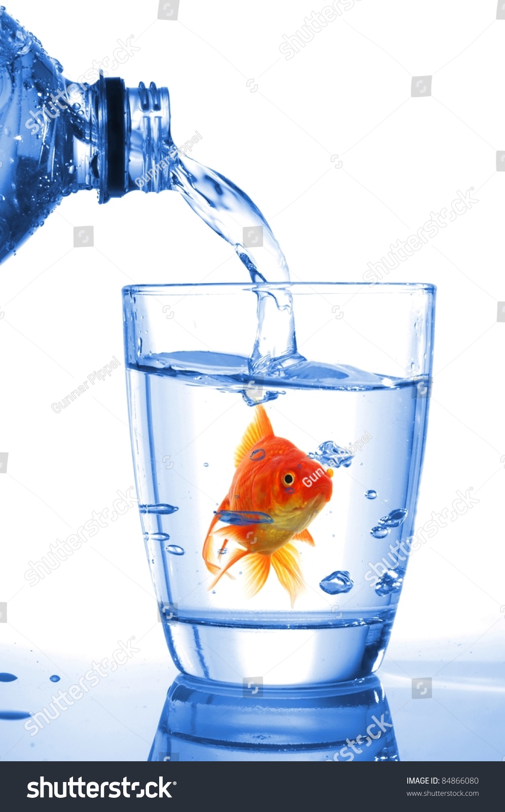 Goldfish Drink Glass Showing Jail Prison Stock Photo (Edit Now ...