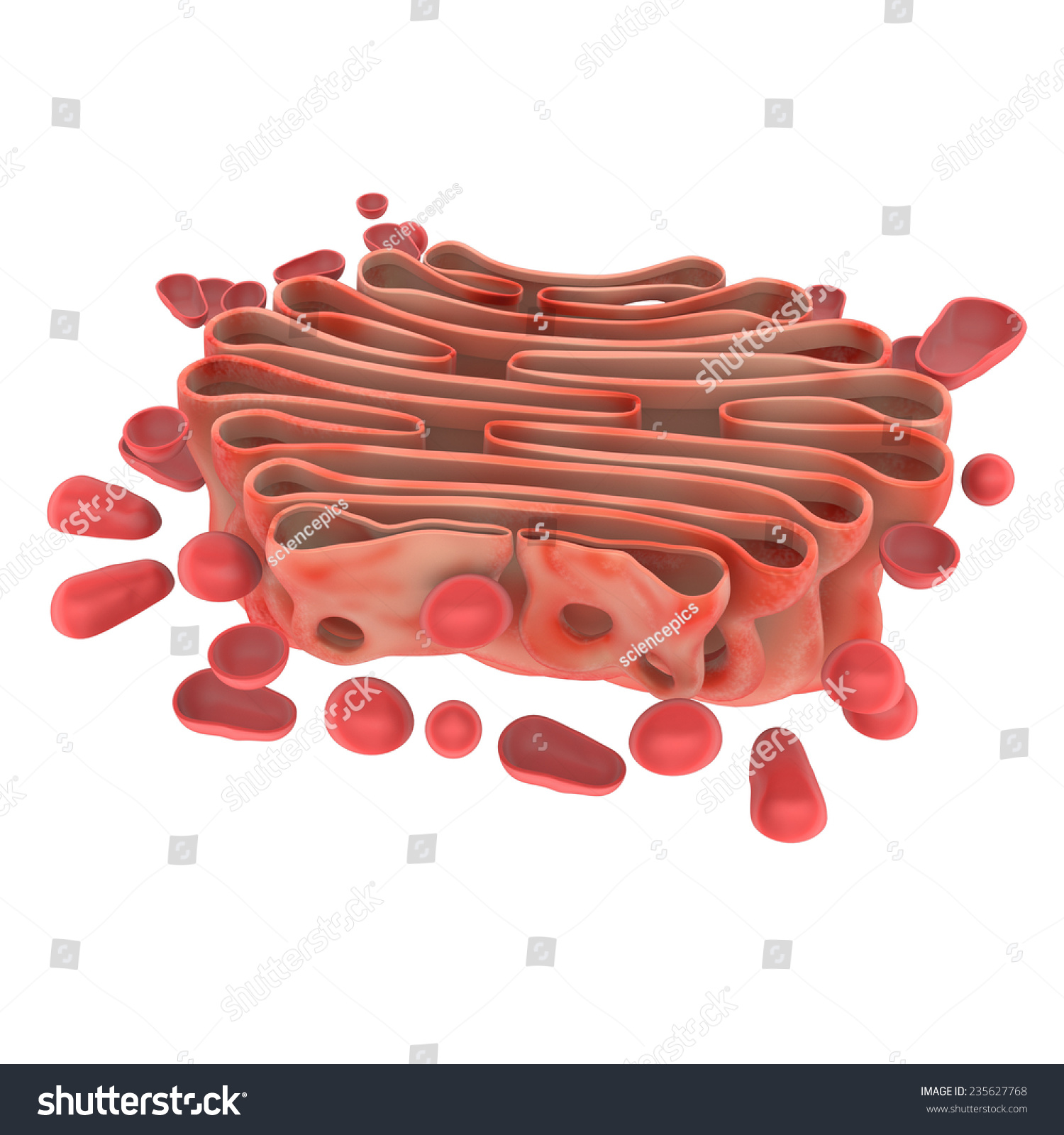 Golgi Apparatus Stock Illustration 235627768 - Shutterstock