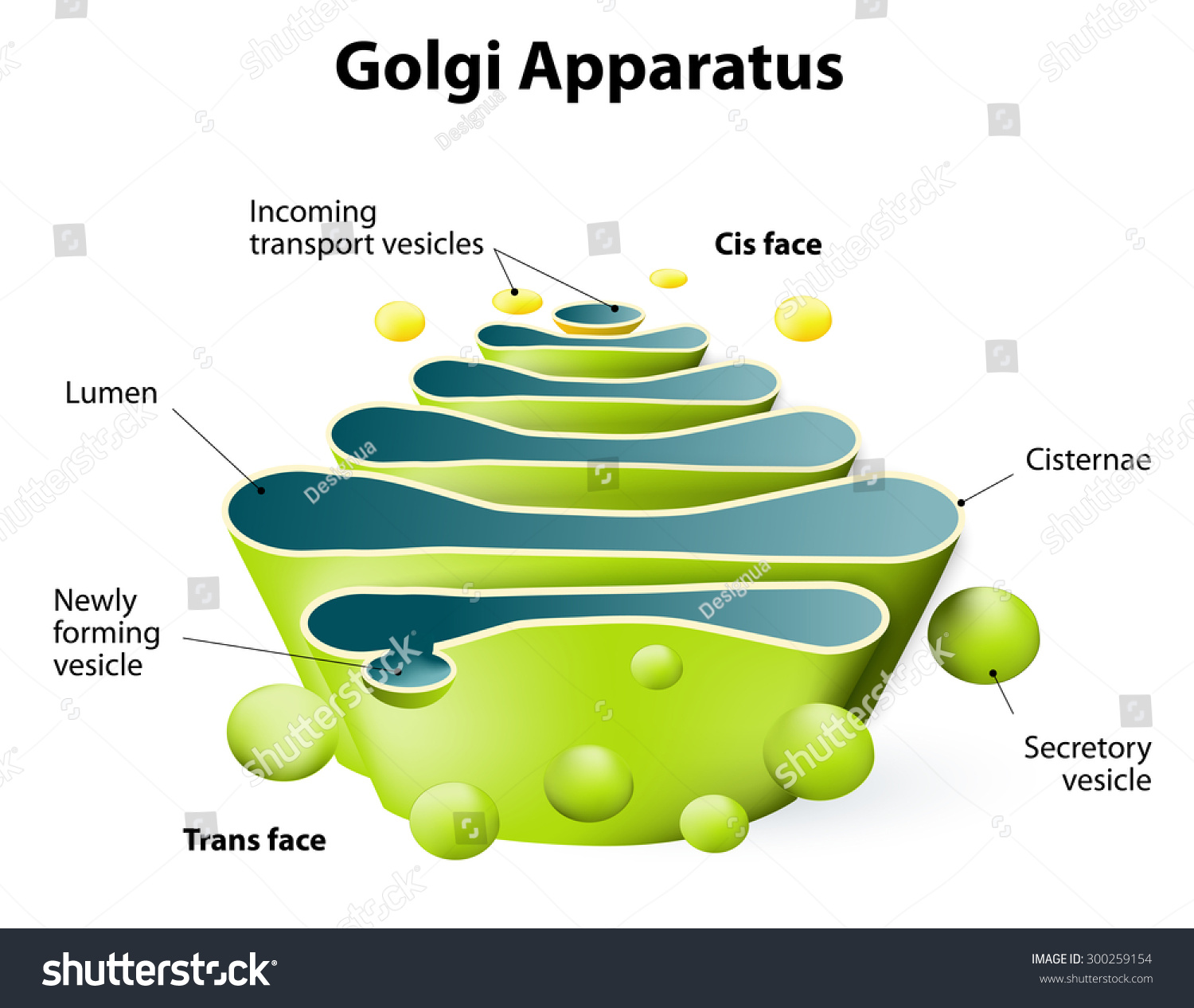 What are some facts about the Golgi apparatus?