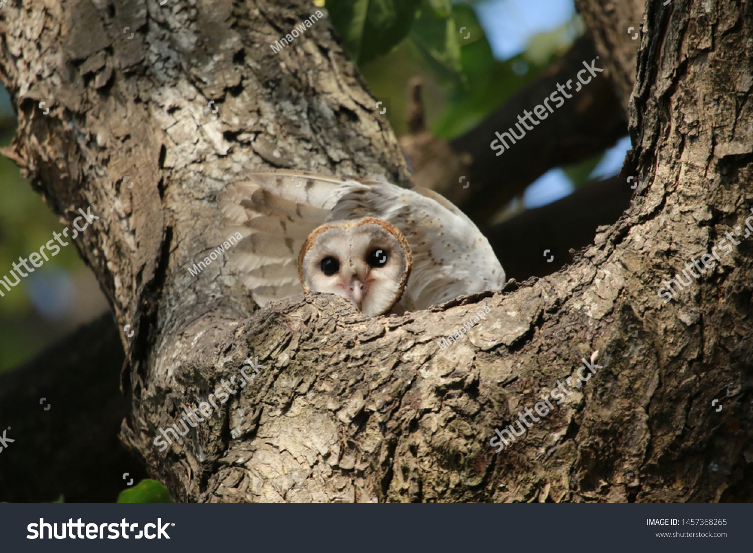 Good Morning Im Barn Owl Common Stock Photo Edit Now 1457368265