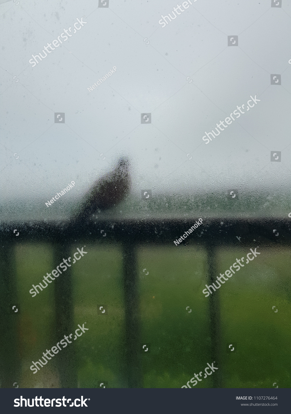 Good Morning Rain Stock Image Download Now