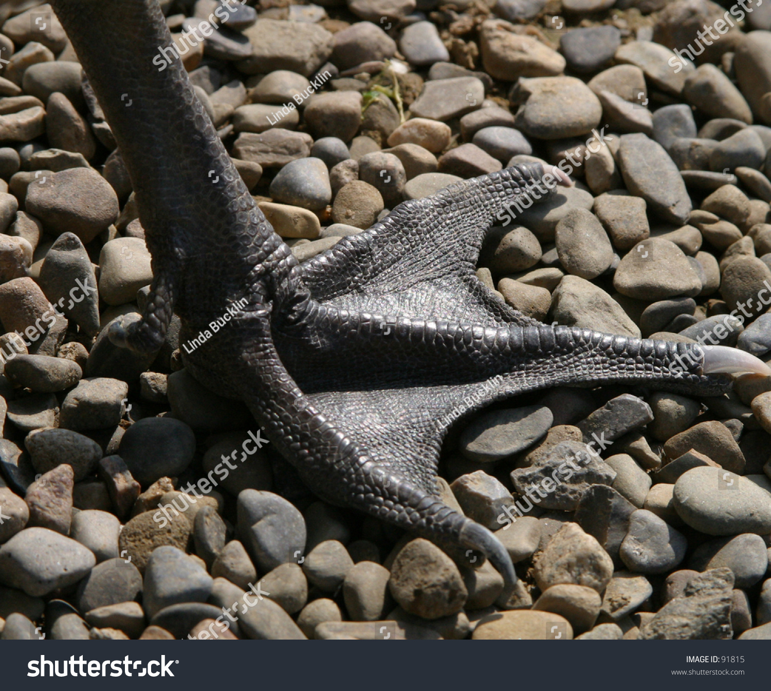 Goose Feet Stock Photo 91815 : Shutterstock