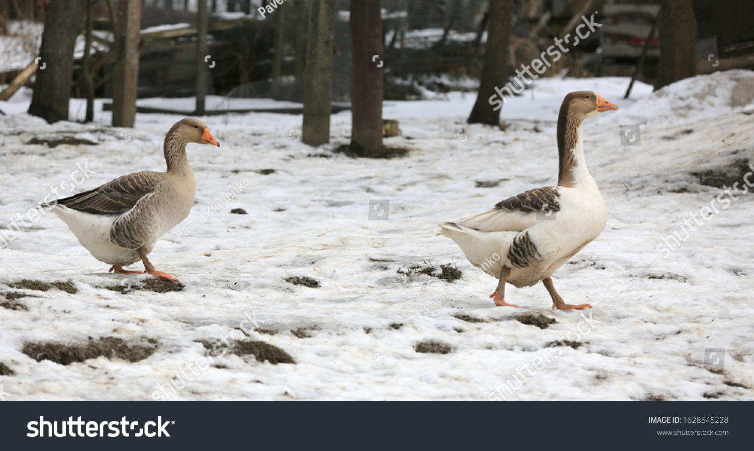  Light Gray Classic  Template Design Featuring Goose Walk on a Rural Farm