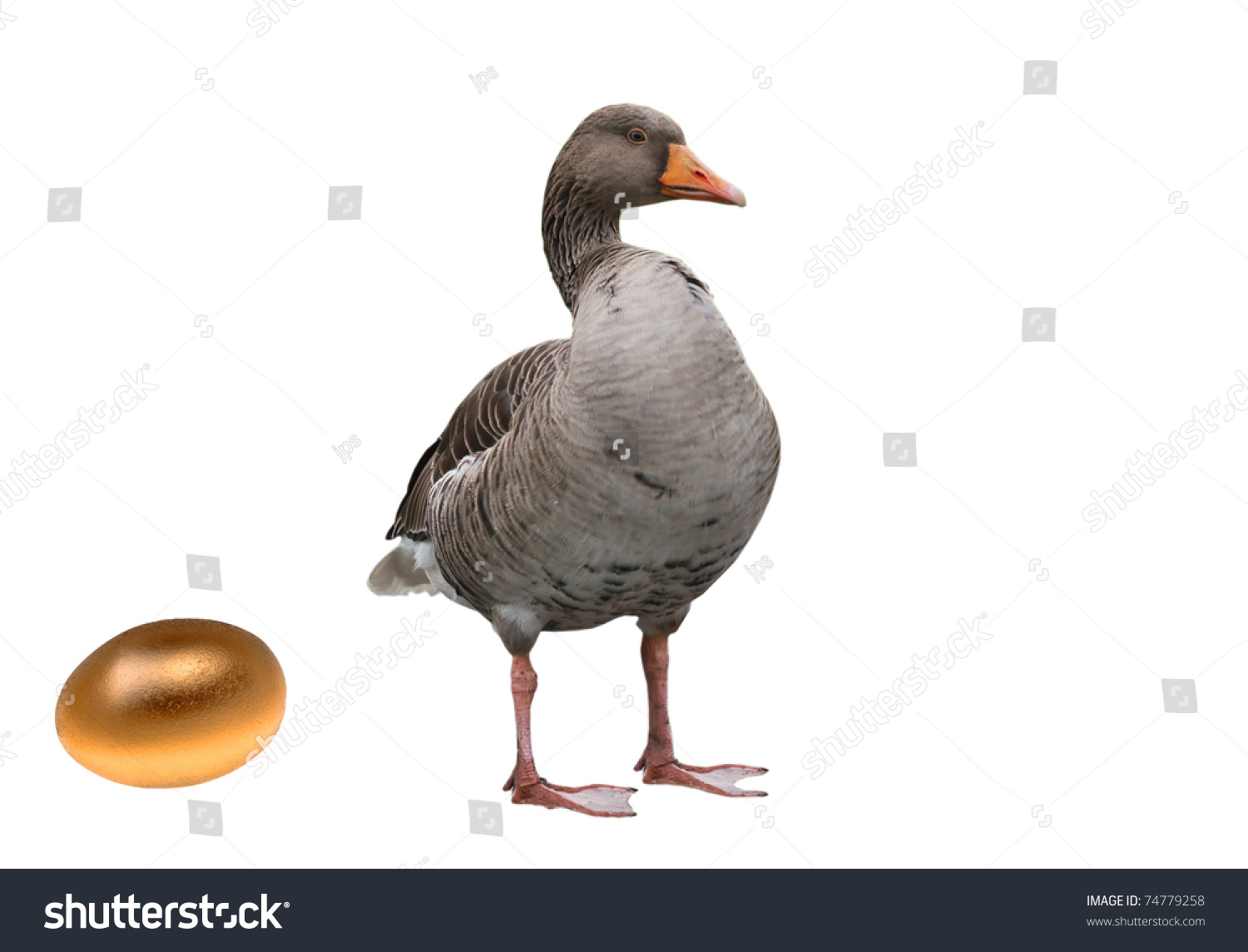 Goose Golden Egg Stock Photo 74779258 - Shutterstock