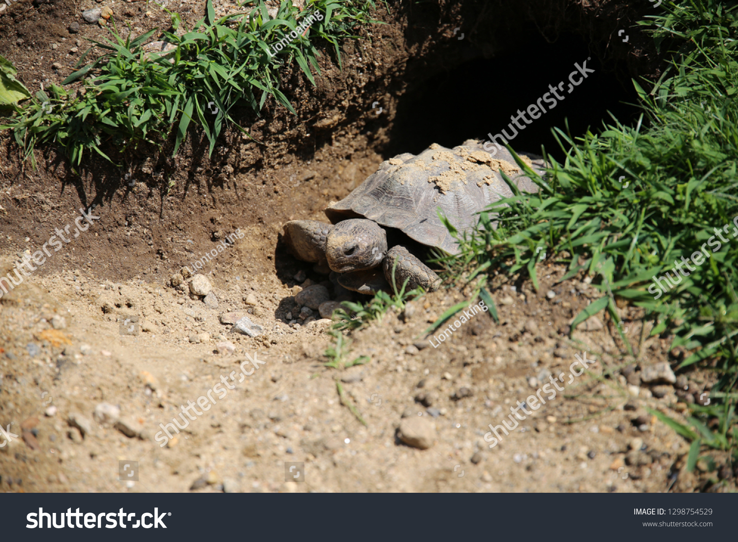 Gopher Tortoise Coming Out Hole Stock Photo Edit Now 1298754529