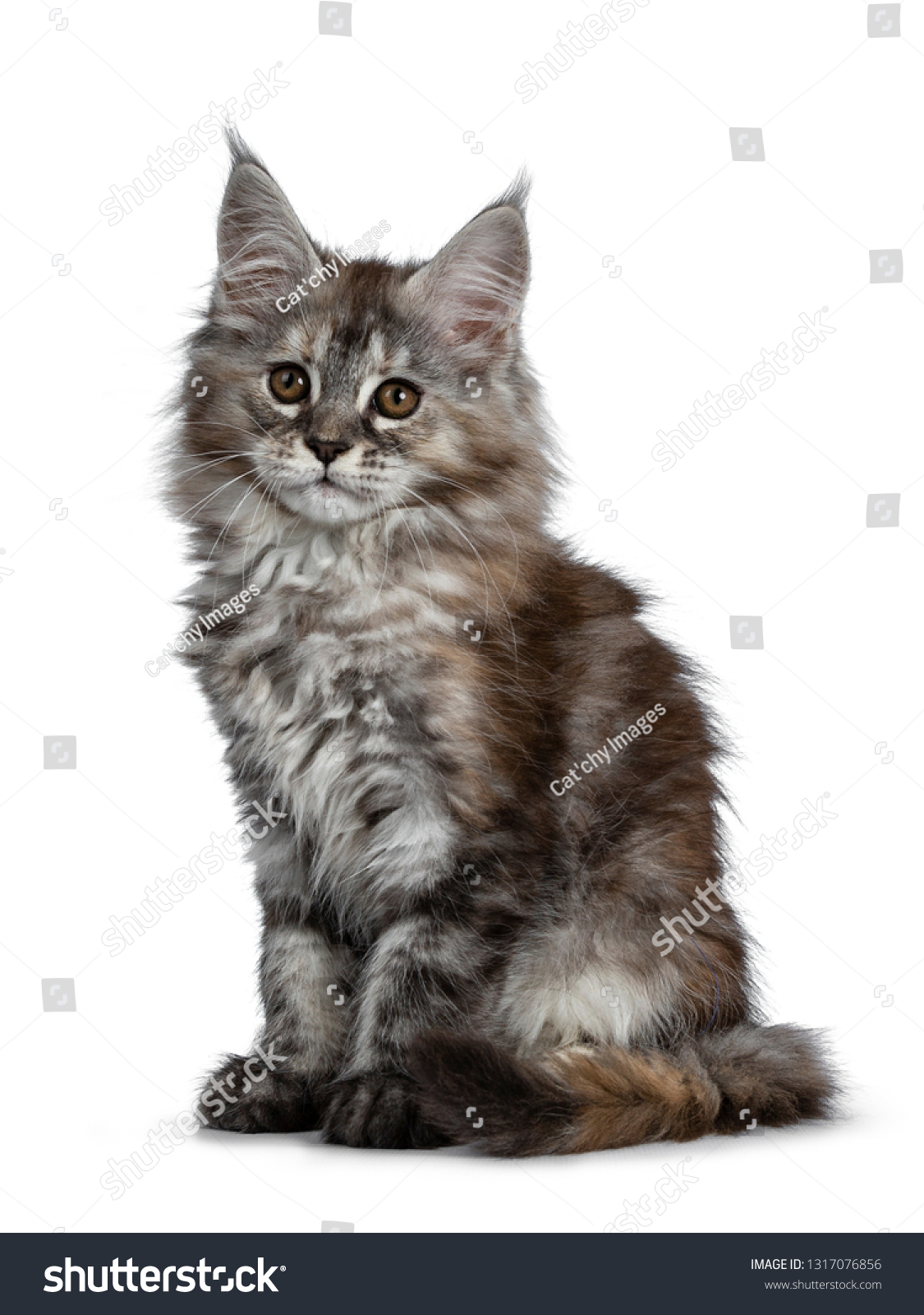 Half breed maine coon Images, Stock Photos & Vectors | Shutterstock