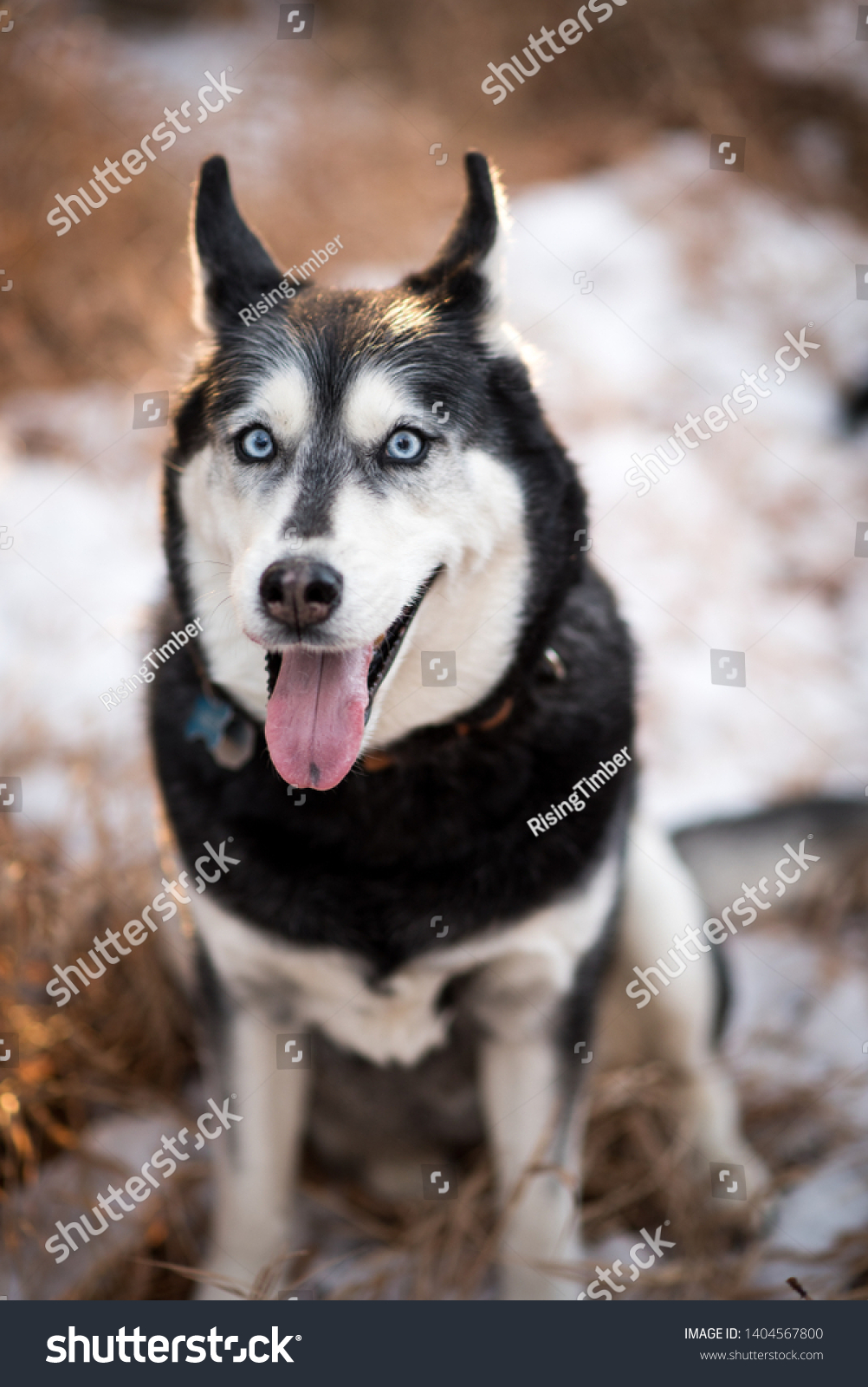 husky malamute wolf hybrid