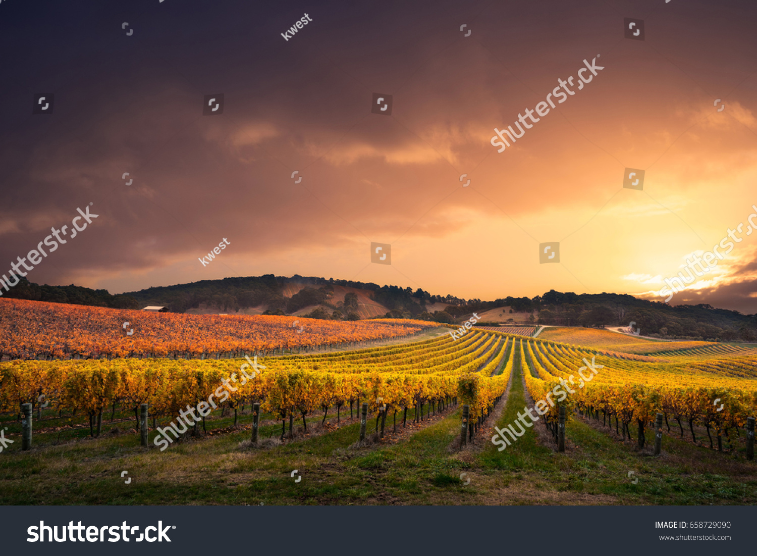 Gorgeous Sunset Over South Australian Vineyard Stock Photo 658729090 ...