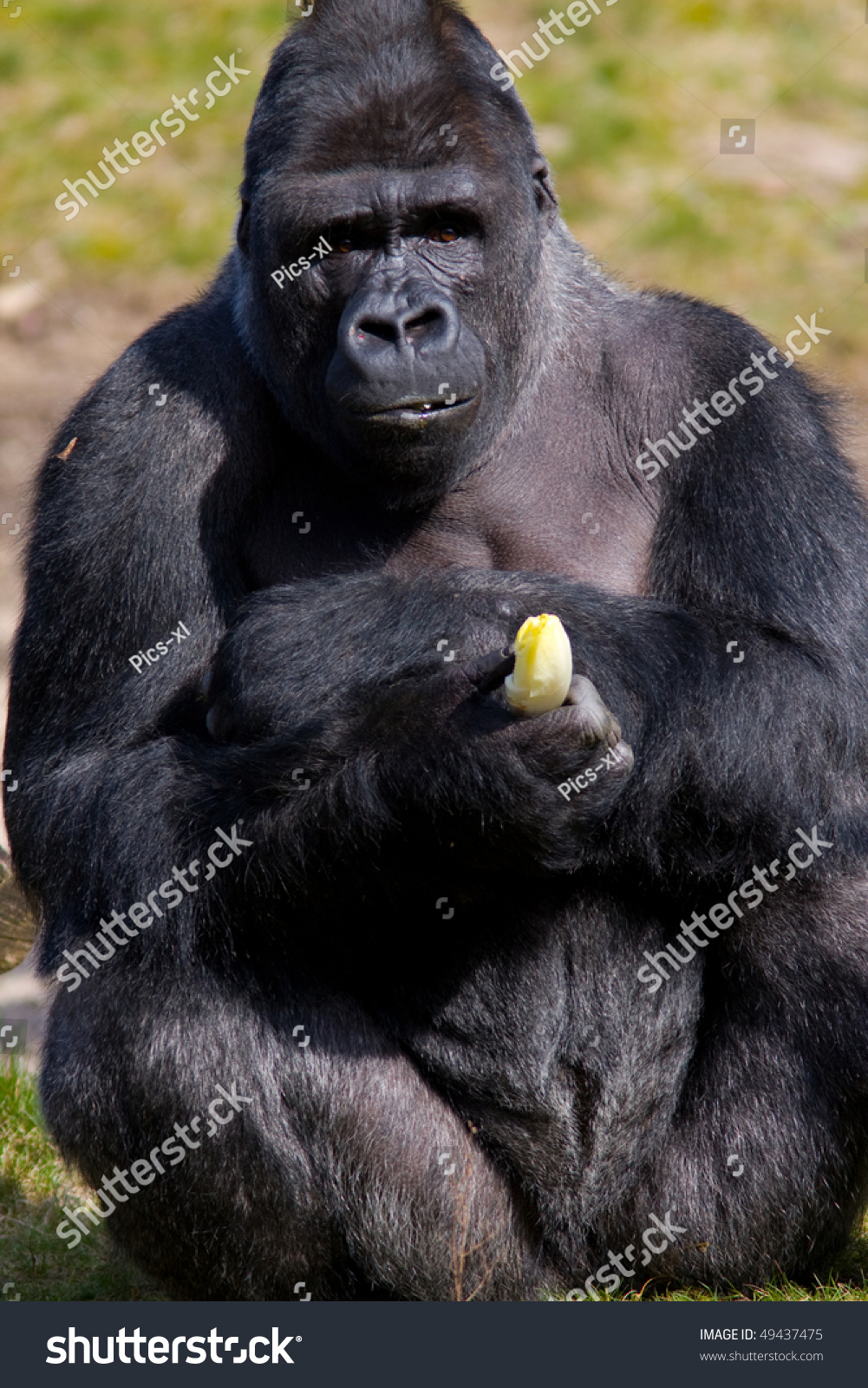 347 Gorilla Eating Banana Shutterstock   Stock Photo Gorilla 49437475 