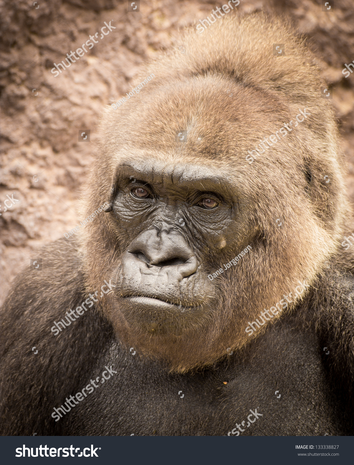 Gorilla At Audubon Zoo Binti Profile Stock Photo 133338827 Shutterstock