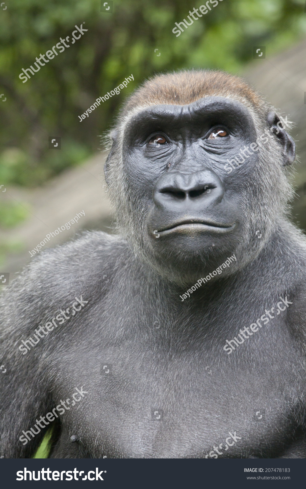 Gorilla Is A Powerfully Built Great Ape With A Large Head And Short ...