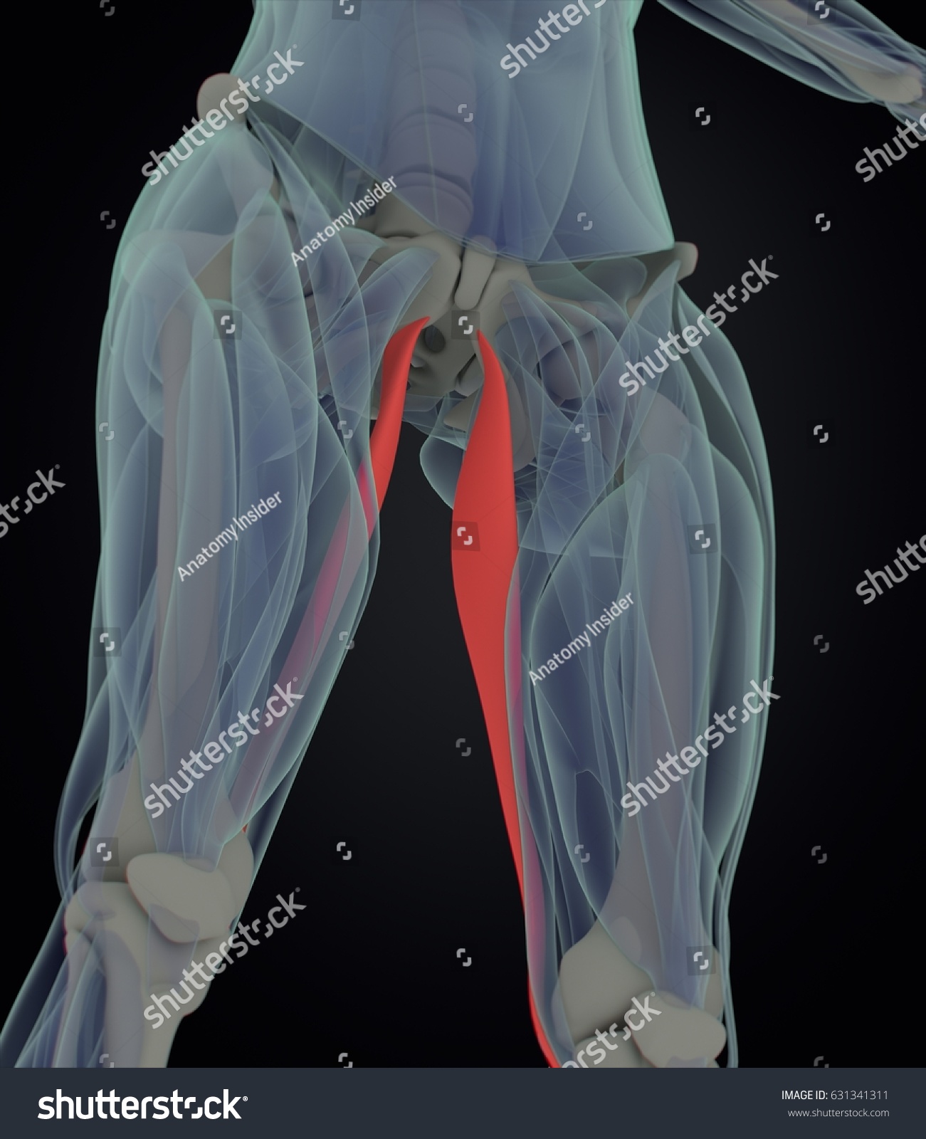 Gracilis Muscle Female Muscle Anatomy 3d Stock Illustration 631341311