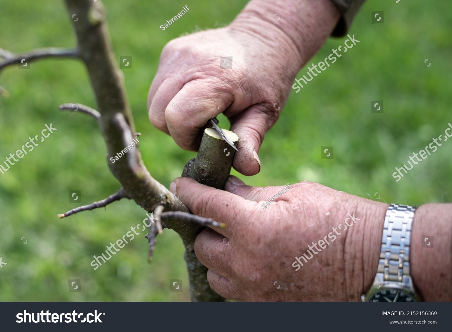 Grafting Fruit Tree Cleft Using Cuttings Stock Photo 2152156369 ...