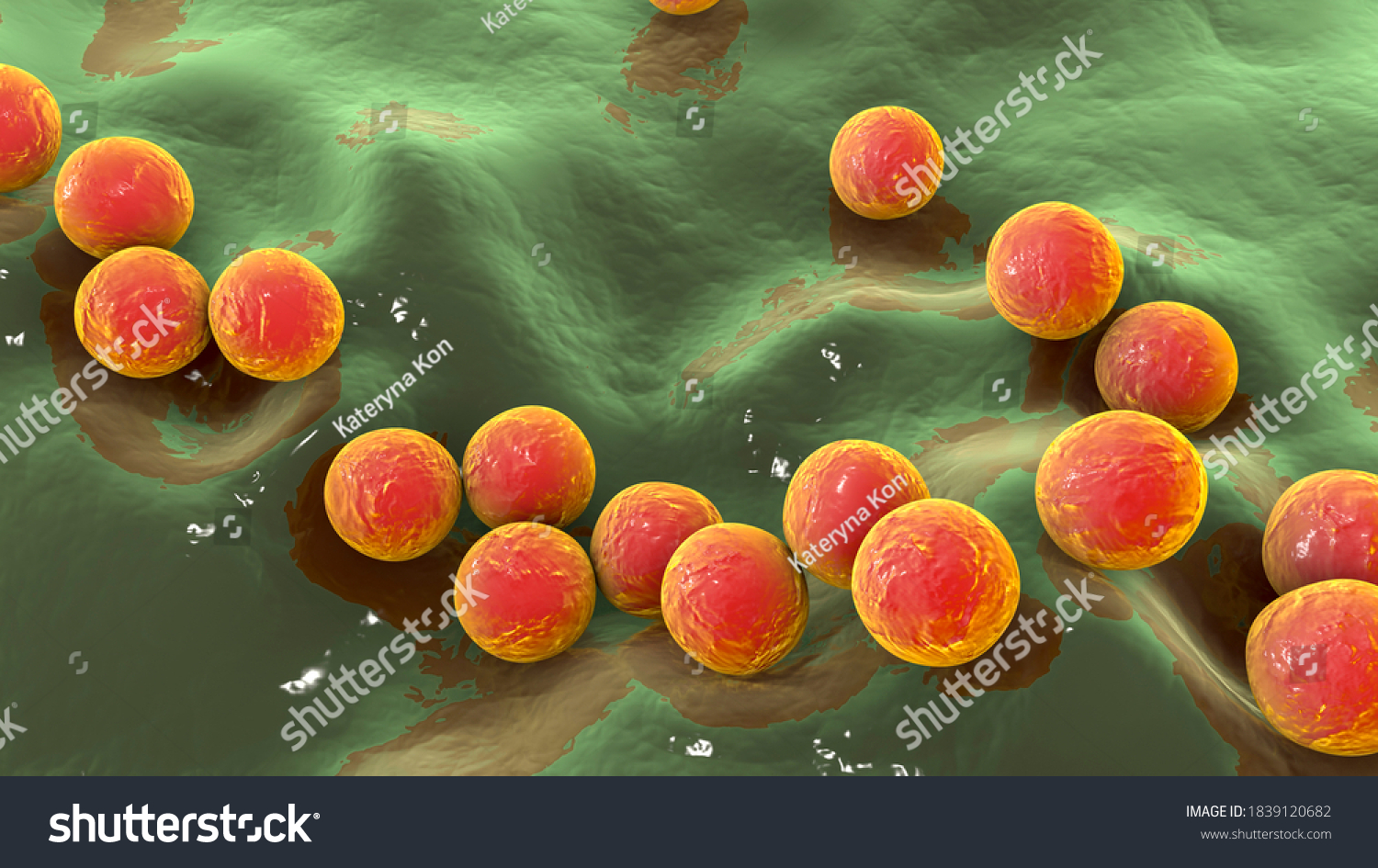 Grampositive Bacteria Streptococcus S Pyogenes S Stock Illustration ...