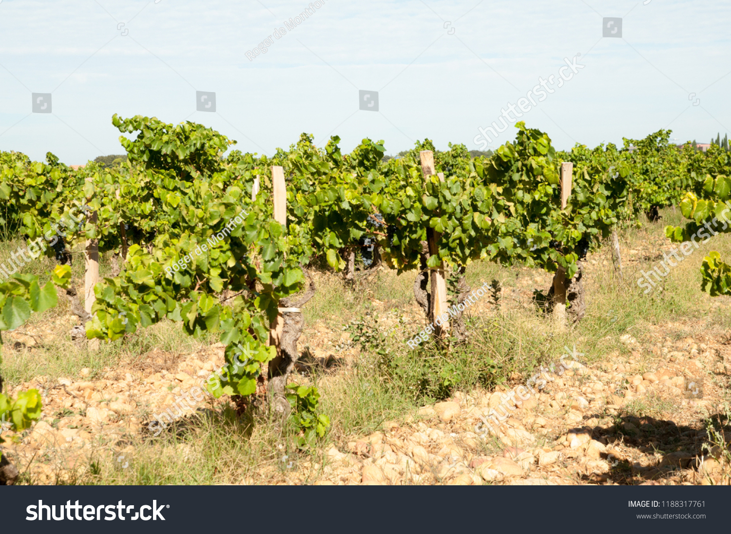 Grapes Du Pape Wines Stock Photo Edit Now
