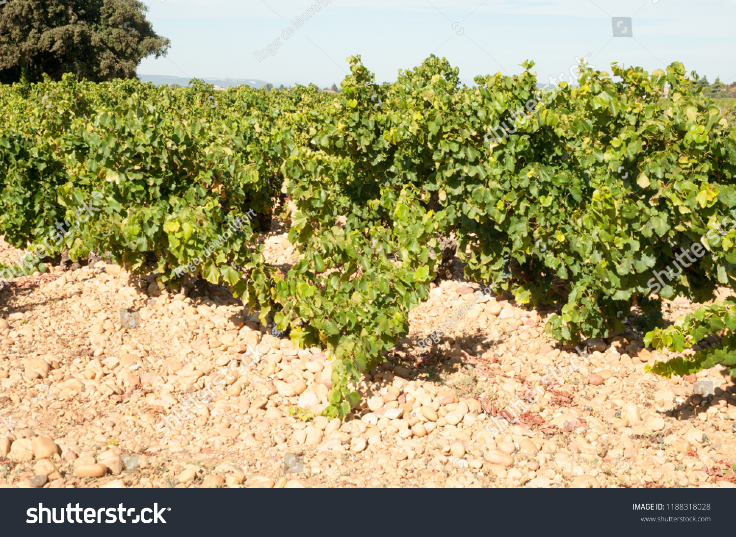 Grapes Du Pape Wines Stock Photo Edit Now