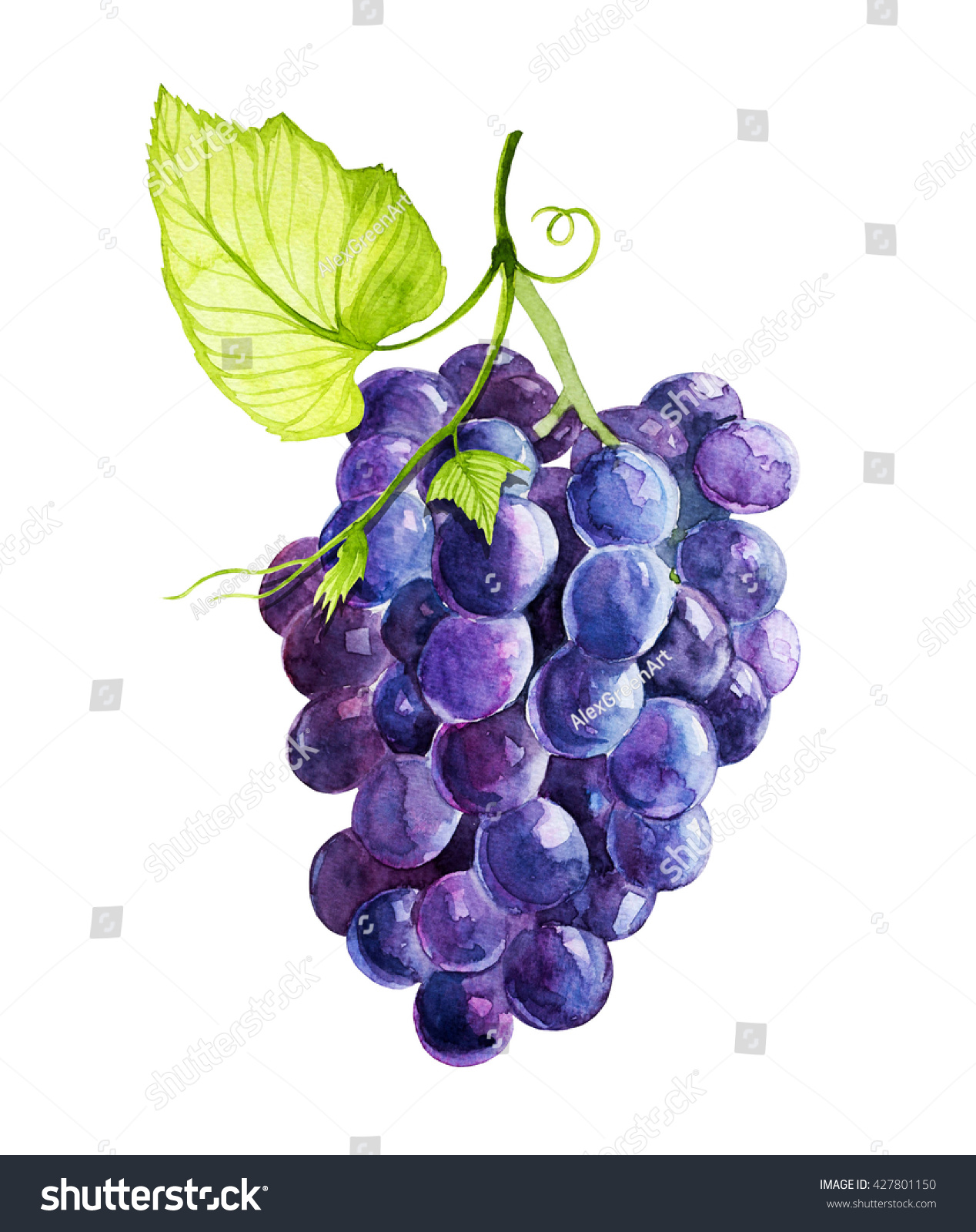 Grapes Watercolor Stock Illustration 427801150 - Shutterstock