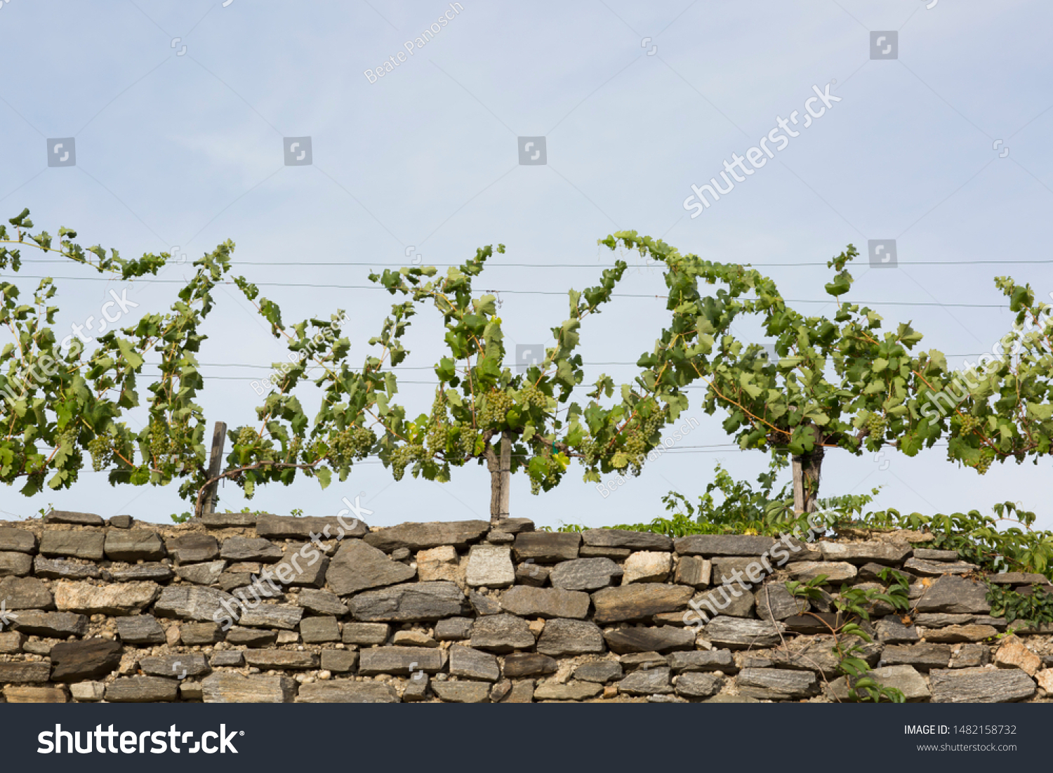 Grapevines Bunches White Grapes On Stone Stock Photo Edit Now