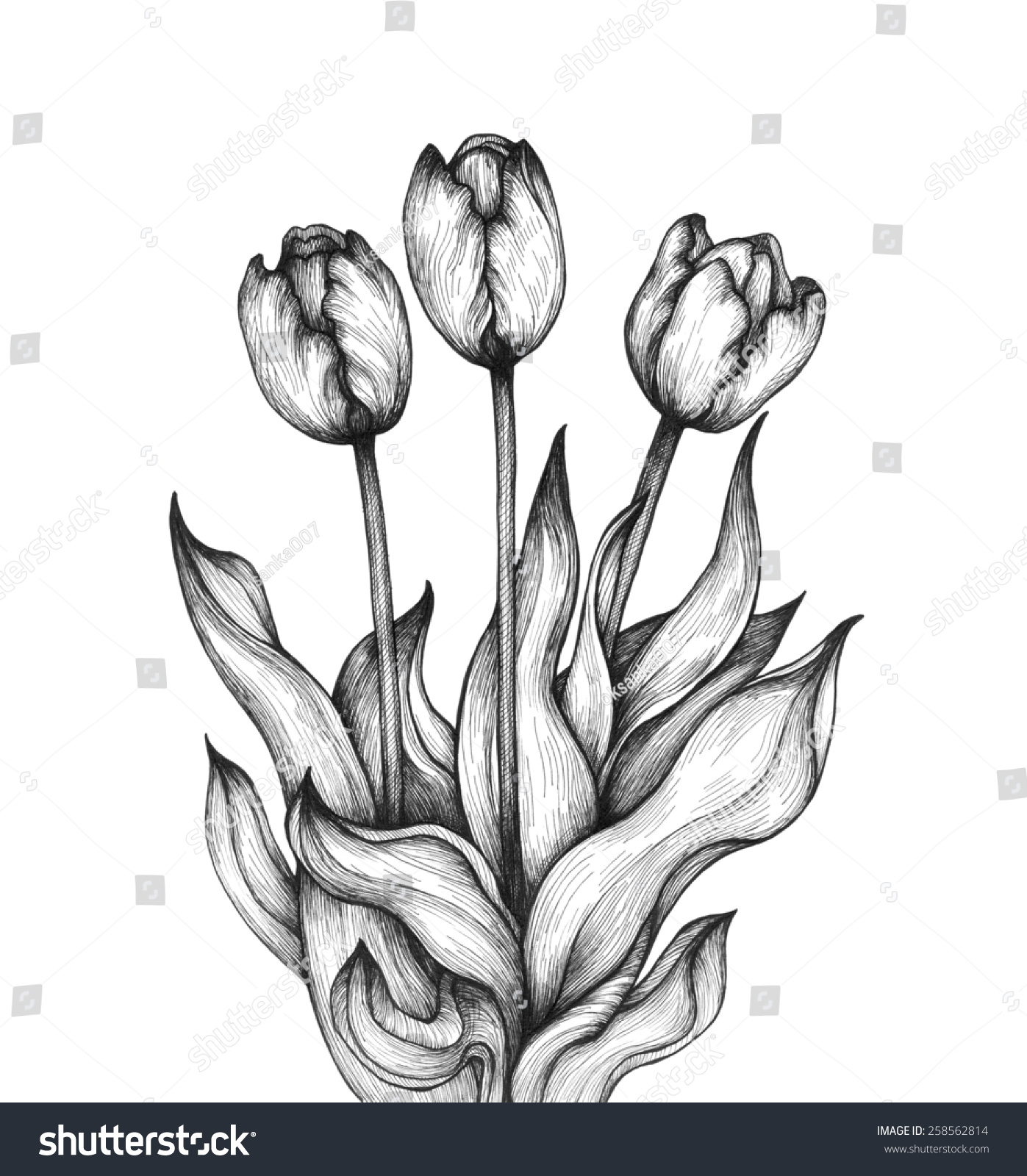 Graphic Illustration Tulip On White Background Stock Illustration ...