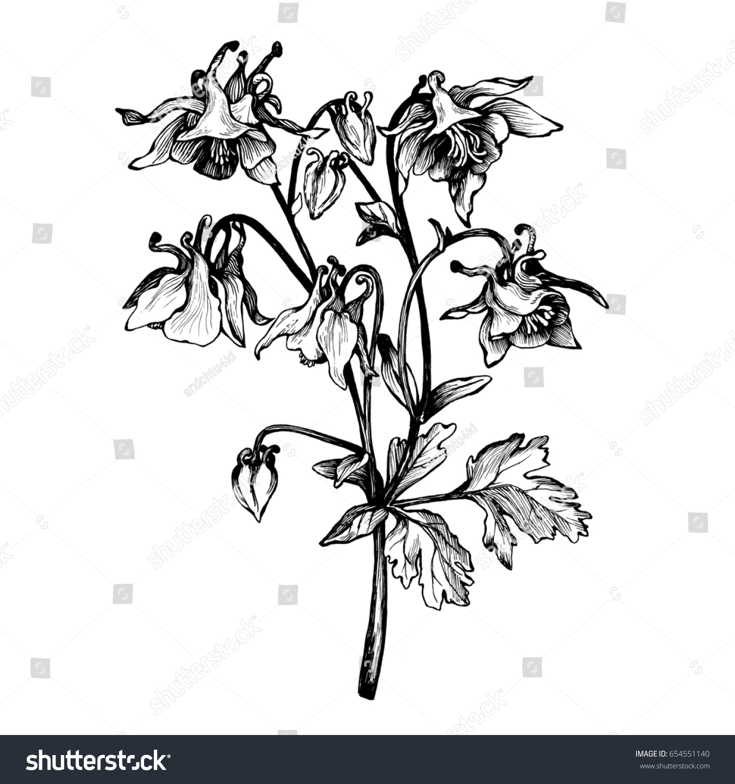 Graphic Branch Flower Aquilegia Names Grannys Stock Illustration 654551140