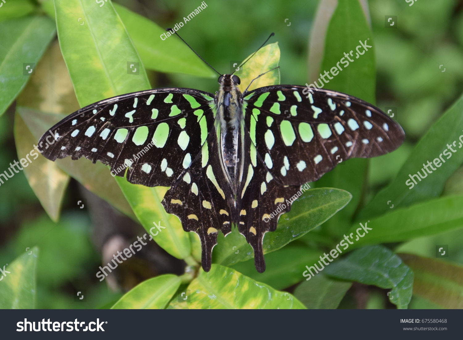 stock-photo-graphium-agamemnon-tailed-ja