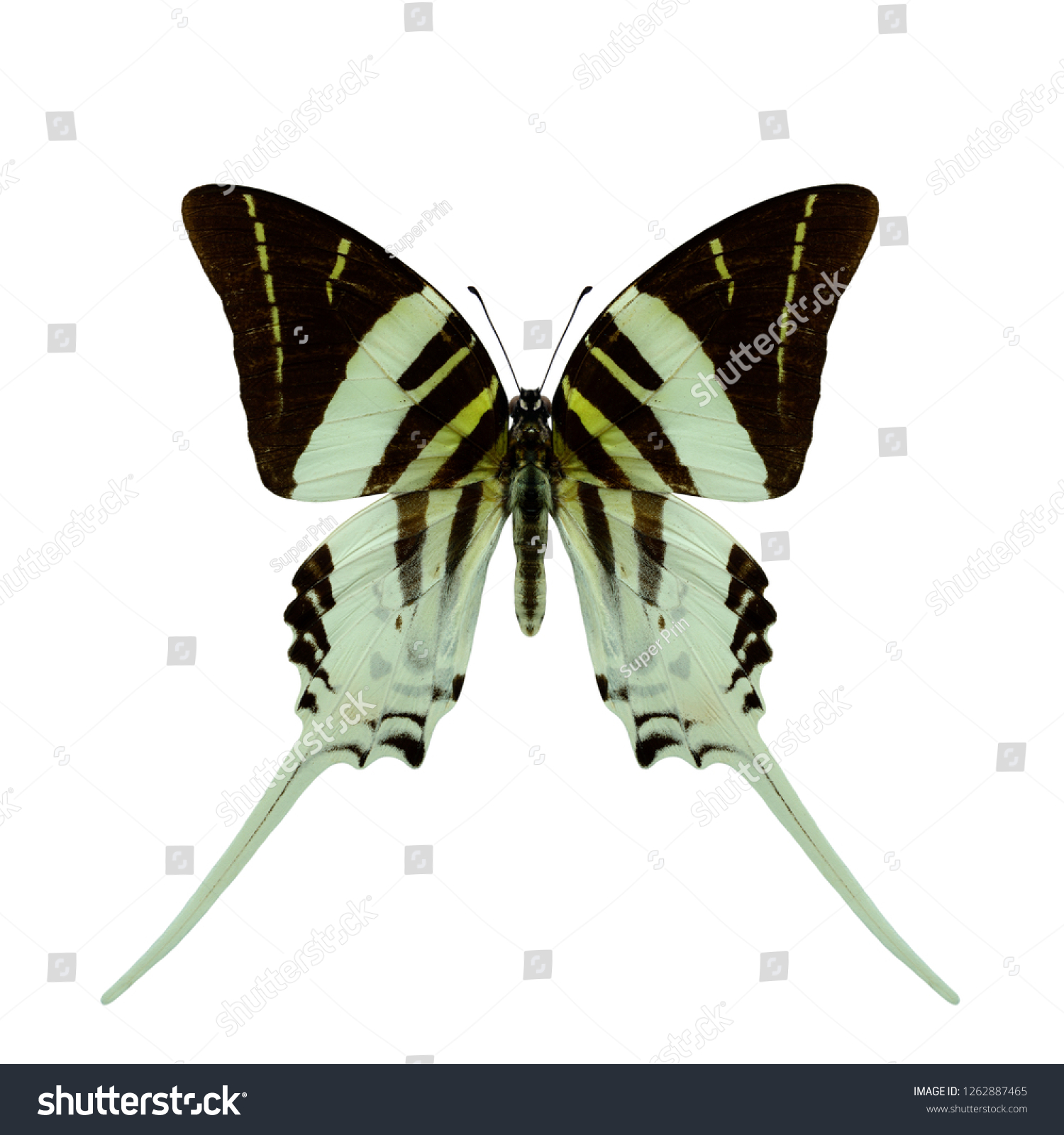 Graphium Androcles Giant Swordtail Family Papilionidae Stock Photo